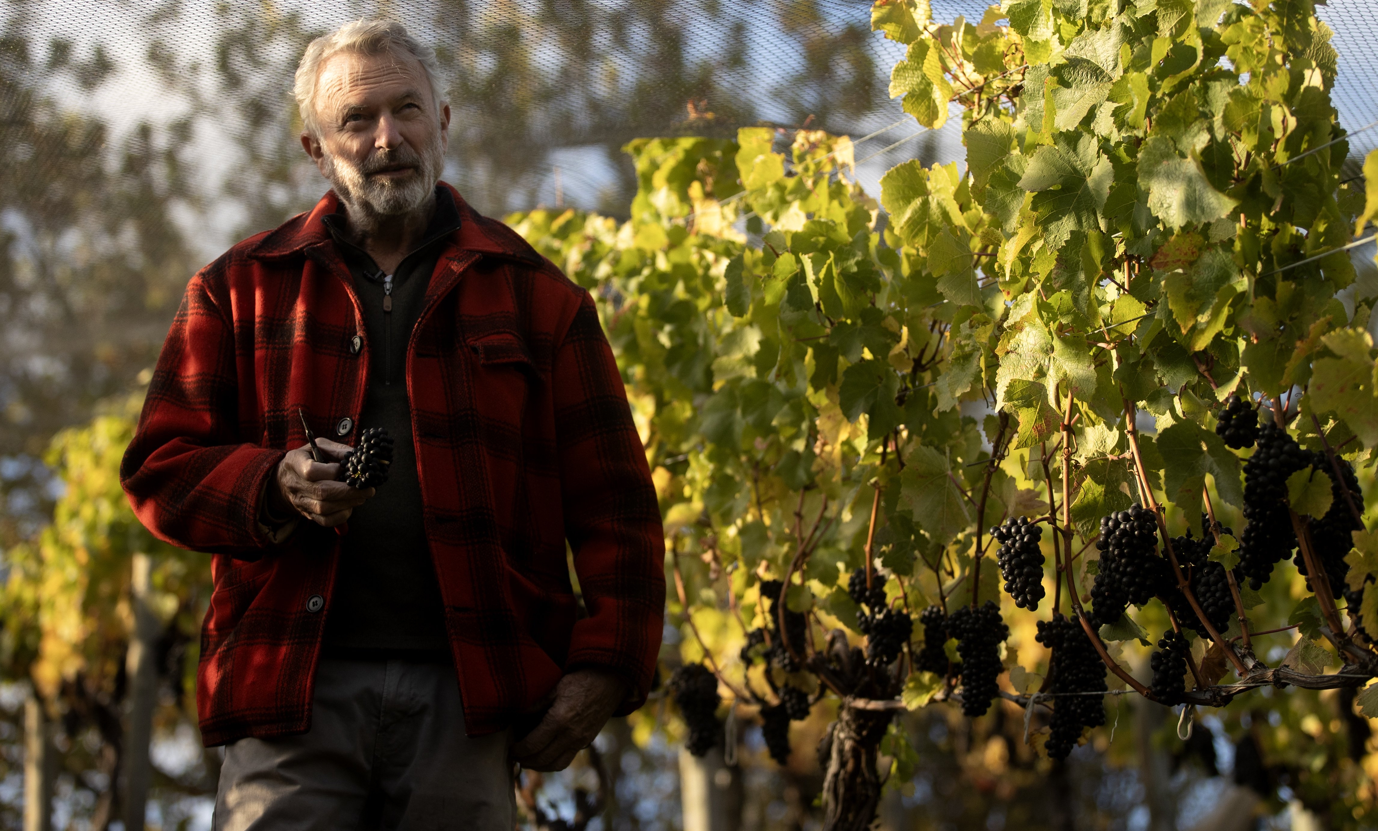 At home with actor Sir Sam Neill on his Bannockburn vineyard during wine harvest. Photo / George Heard