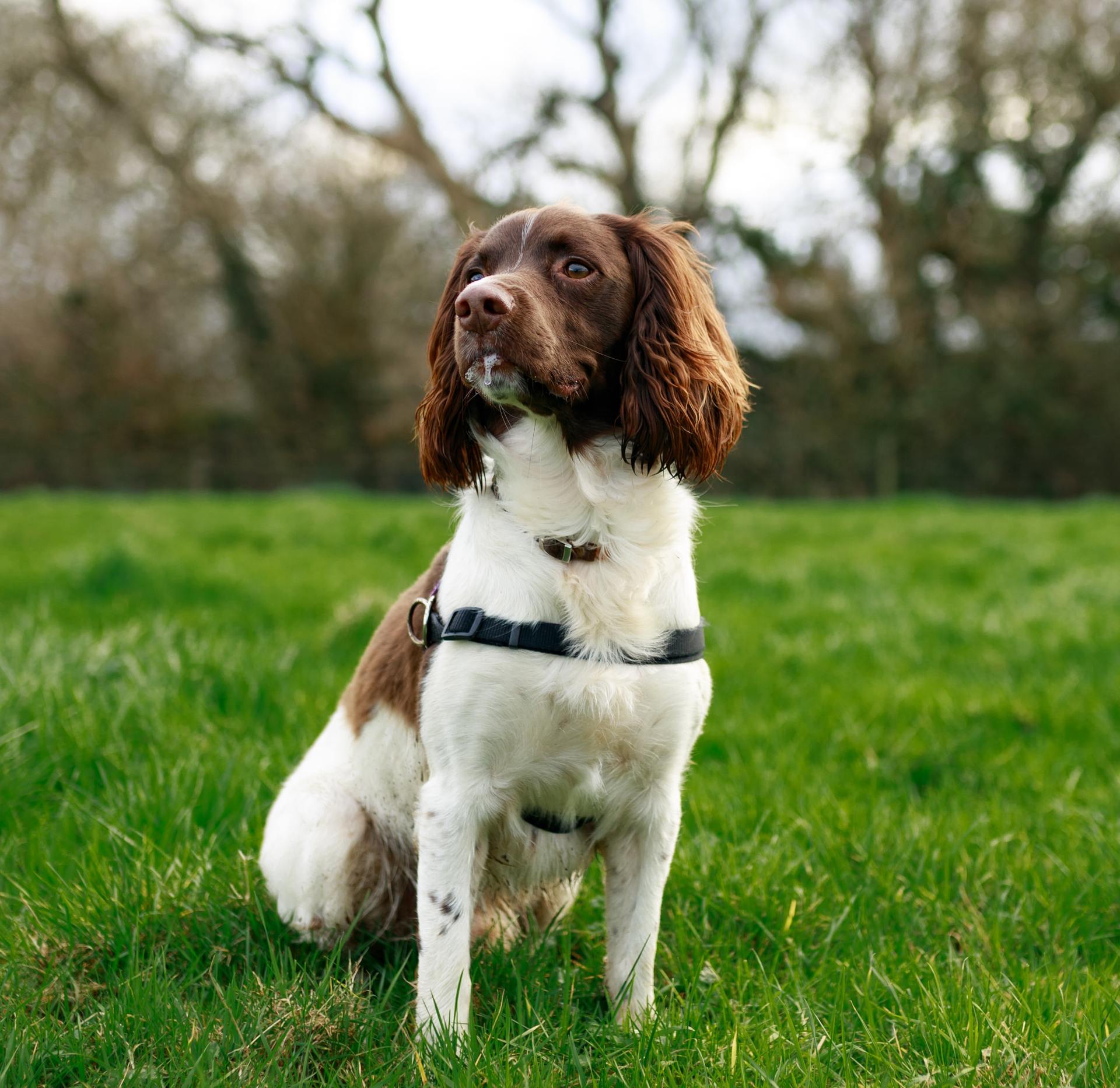 what are airport dogs sniffing for