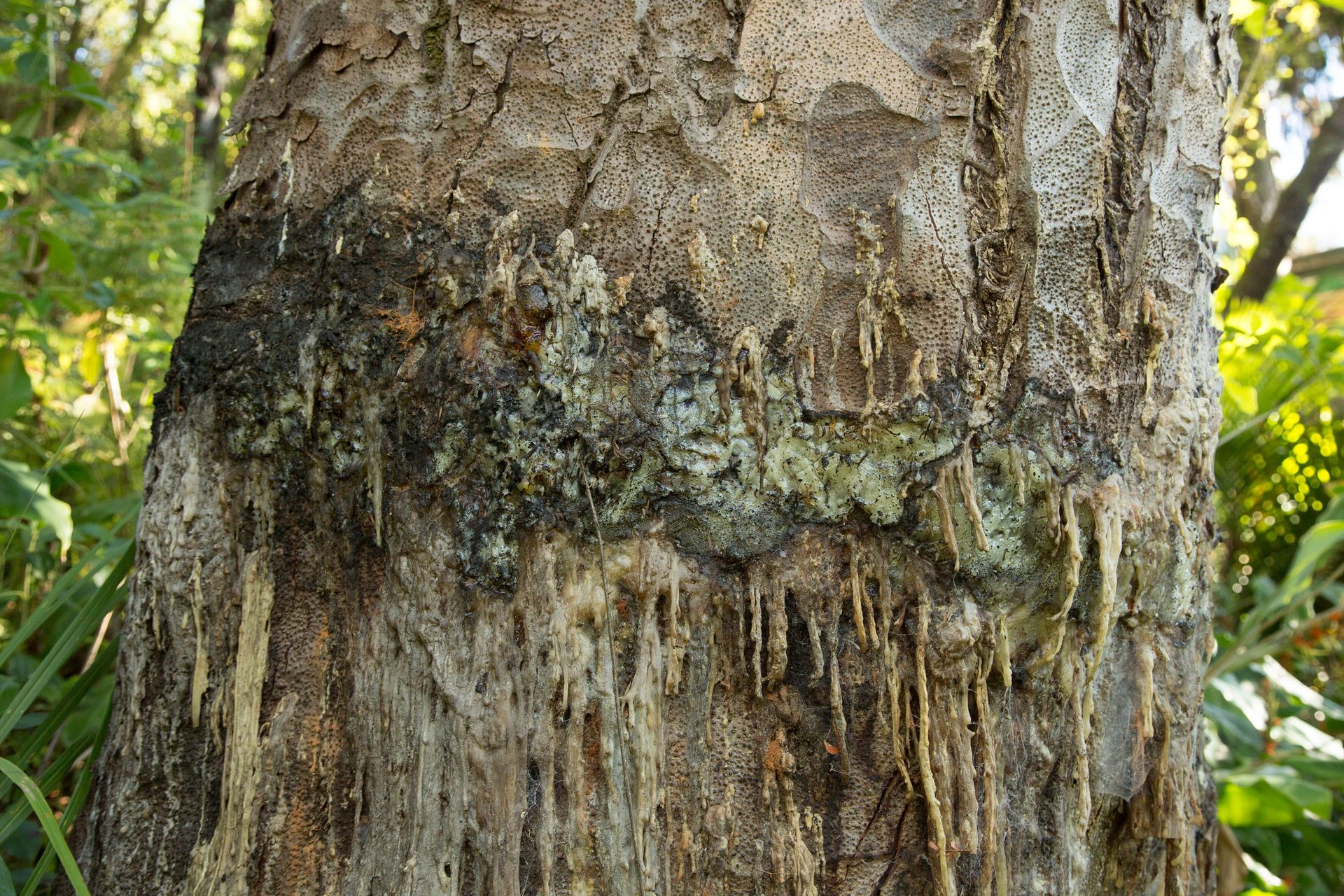 The kauri Awhiawhi pictured recently showing its recovery after a 2015 ringbarking. Photo / Jos Wheeler