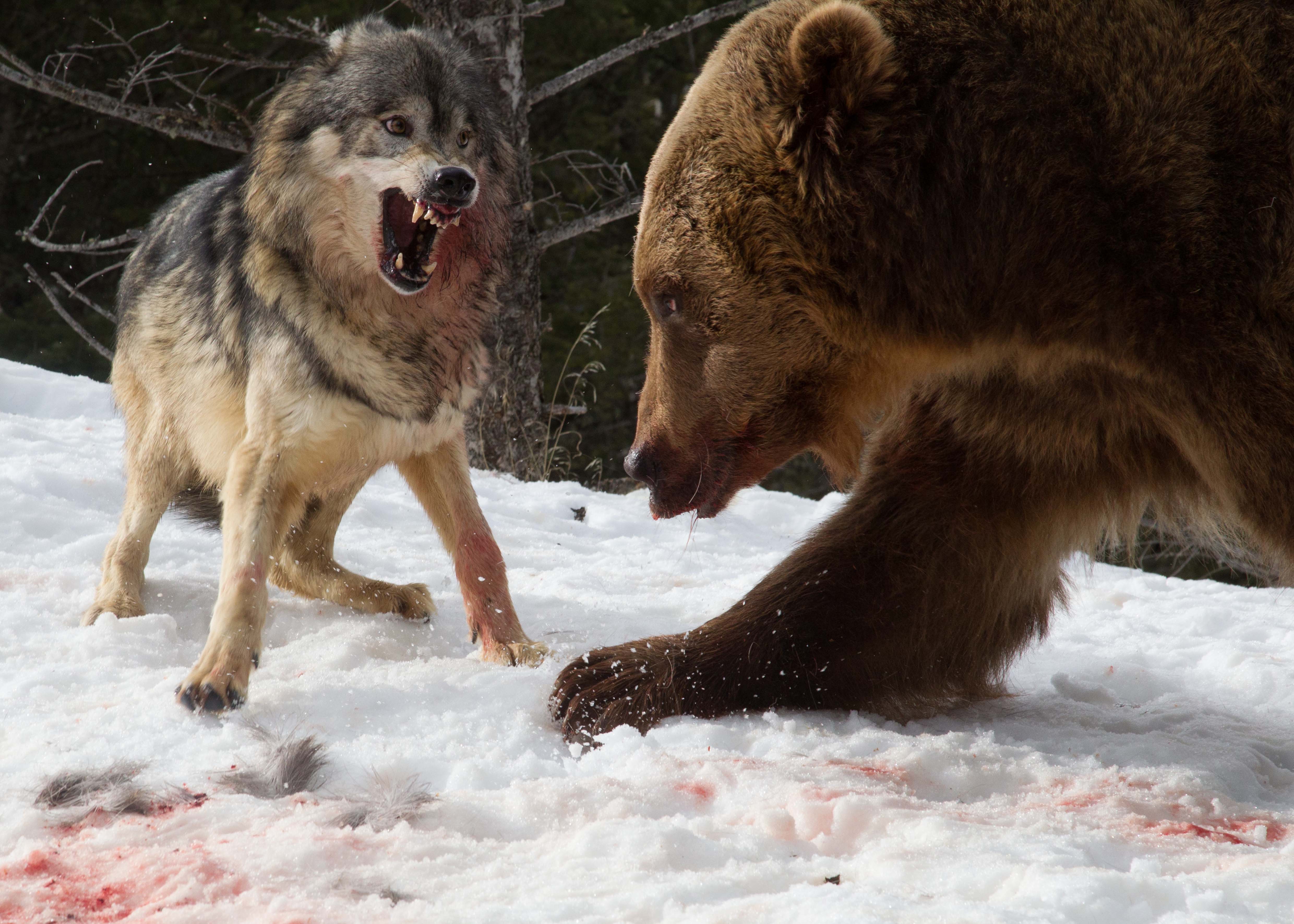smoky mountains bear fighting wolves