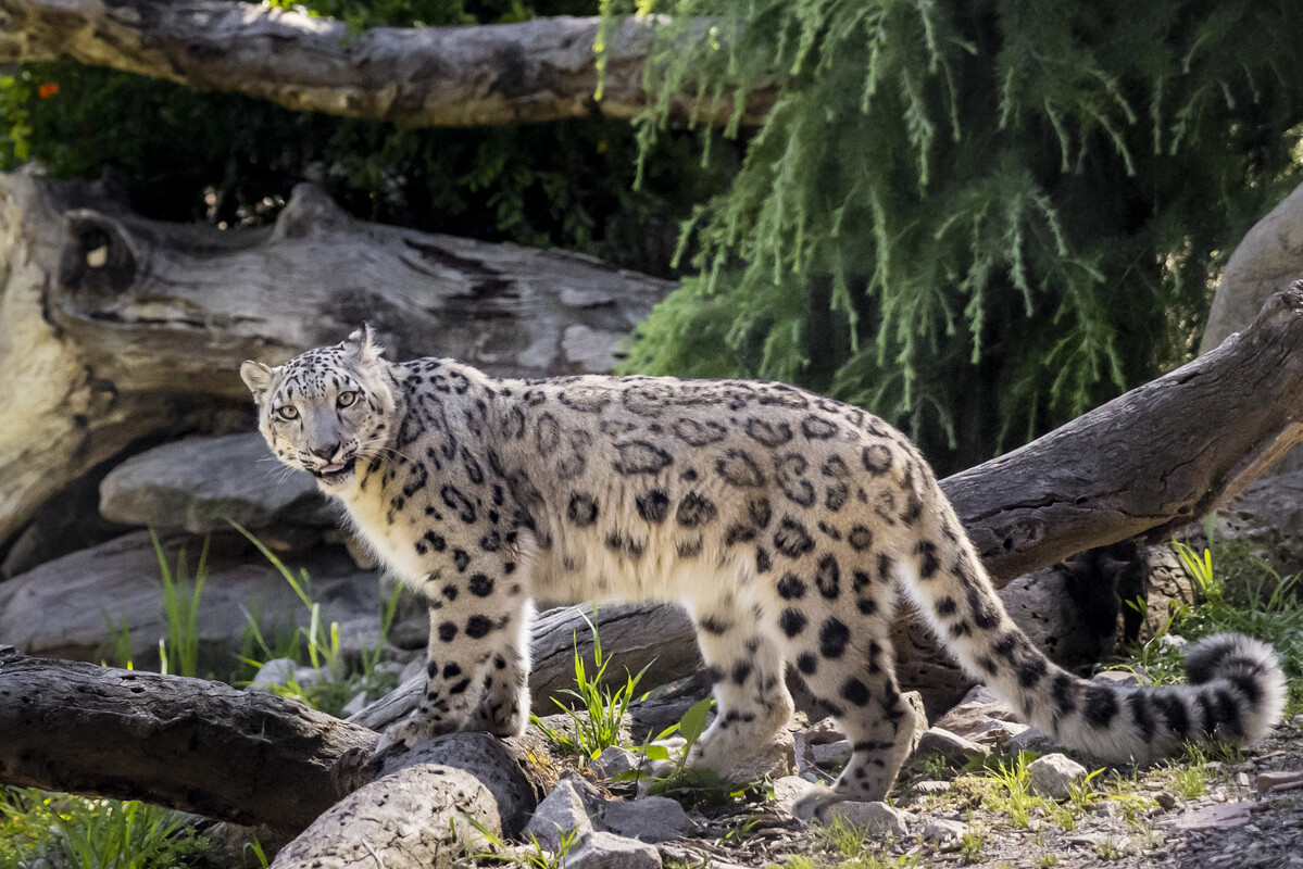 White Leopard NEW Zoo Snow Leopard Habitat