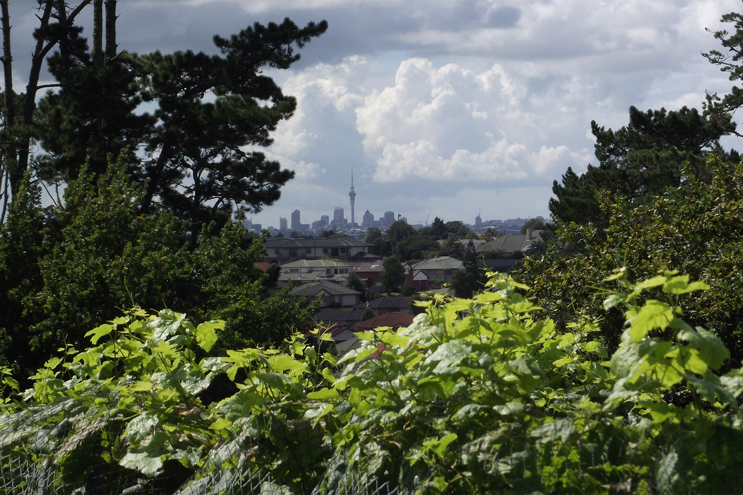 City views from Babich winery. Photo / Supplied.