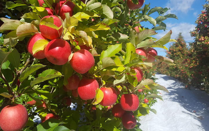 Smaller fruit sizes are likely due to the lingering impacts of Cyclone Gabrielle and spring weather conditions. Photo / RNZ, Susan Murray