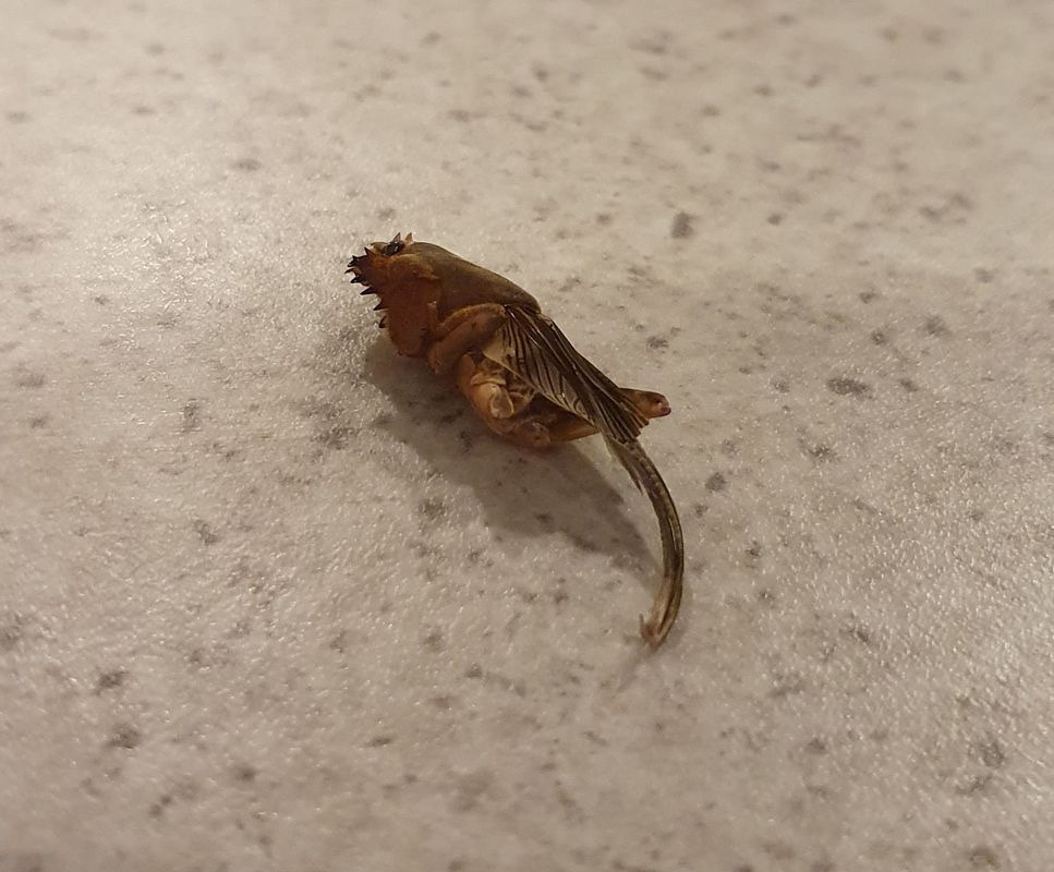 Woman finds dead insect in pants purchased at Palmerston North