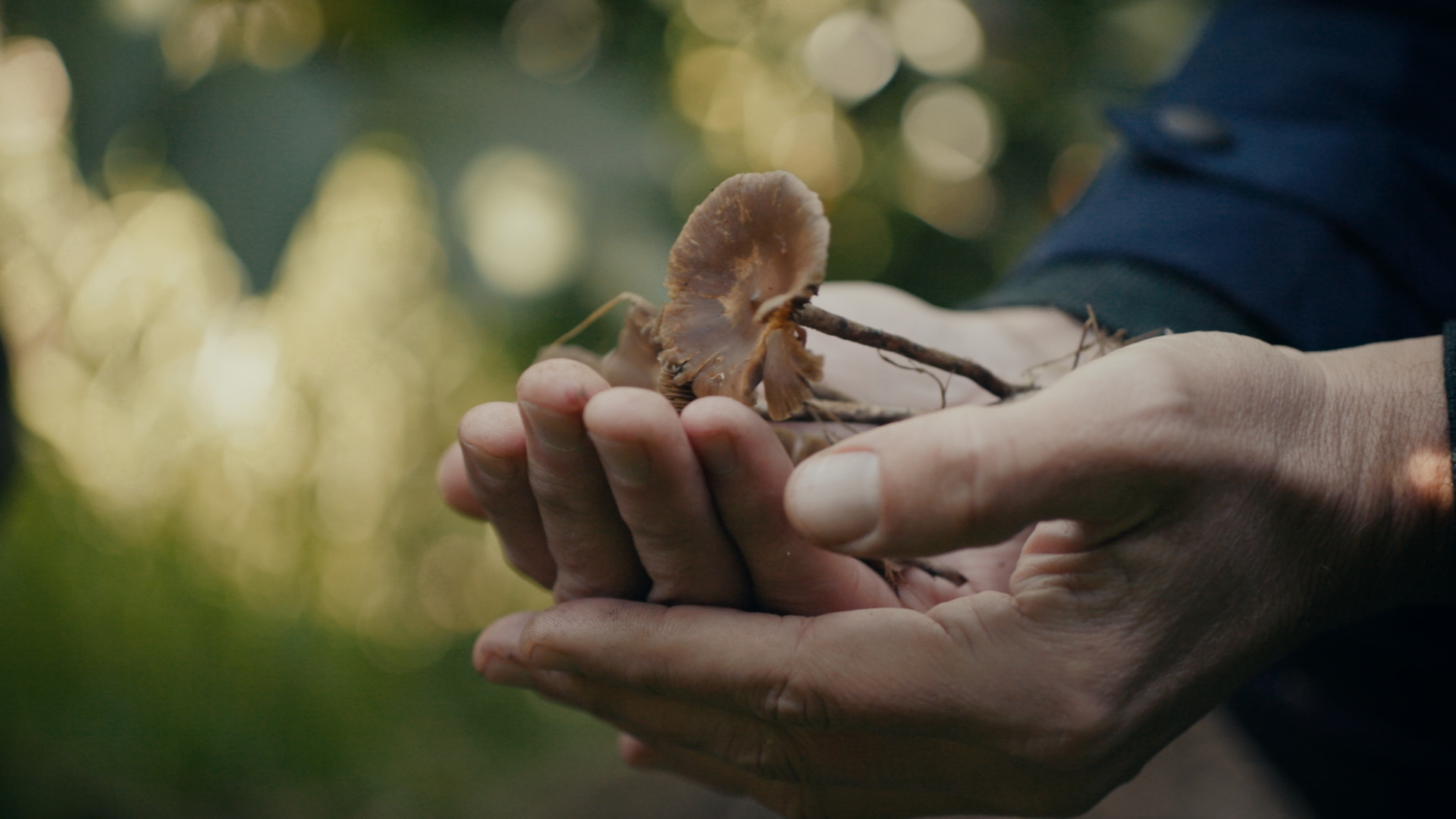Holding magic mushrooms in your hands is illegal in New Zealand. Photo / Warner Brothers Discovery