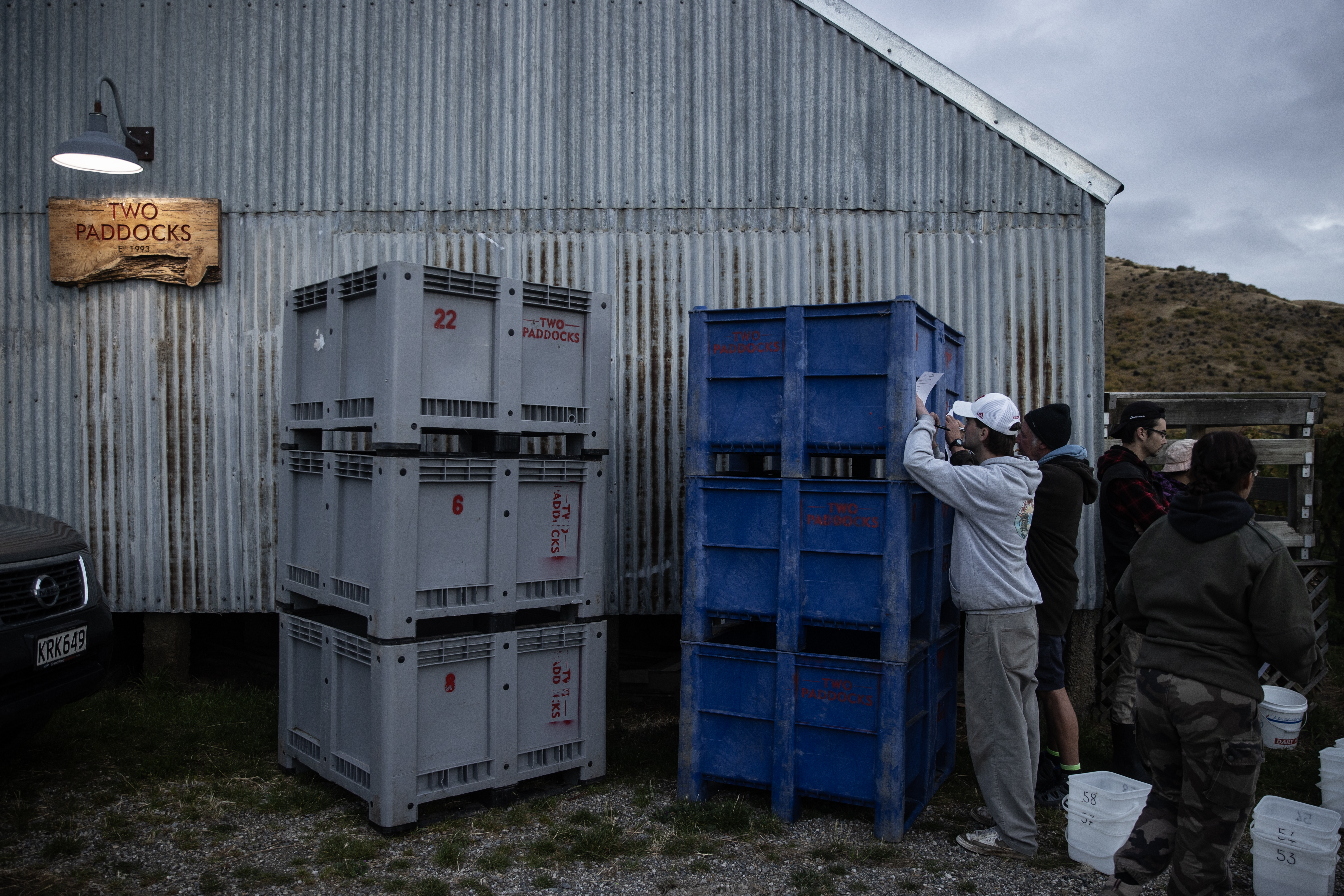 Sam Neill arrived home in time for harvest at Two Paddocks, with seasonal pickers signing up to work for a famous boss. Photo / George Heard