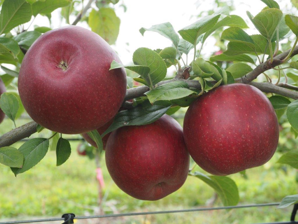 See WA 38 (Cosmic Crisp apple) - Good Fruit Grower