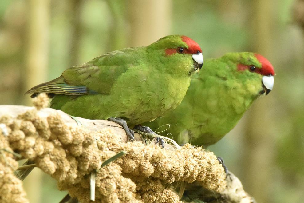 Kākāriki have nested and fledged chicks in Birkenhead, Auckland Council says. Photo / Darren Markin