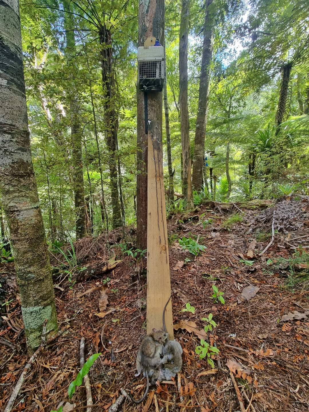 NZ AutoTraps - Automatic self resetting possum and rat trap