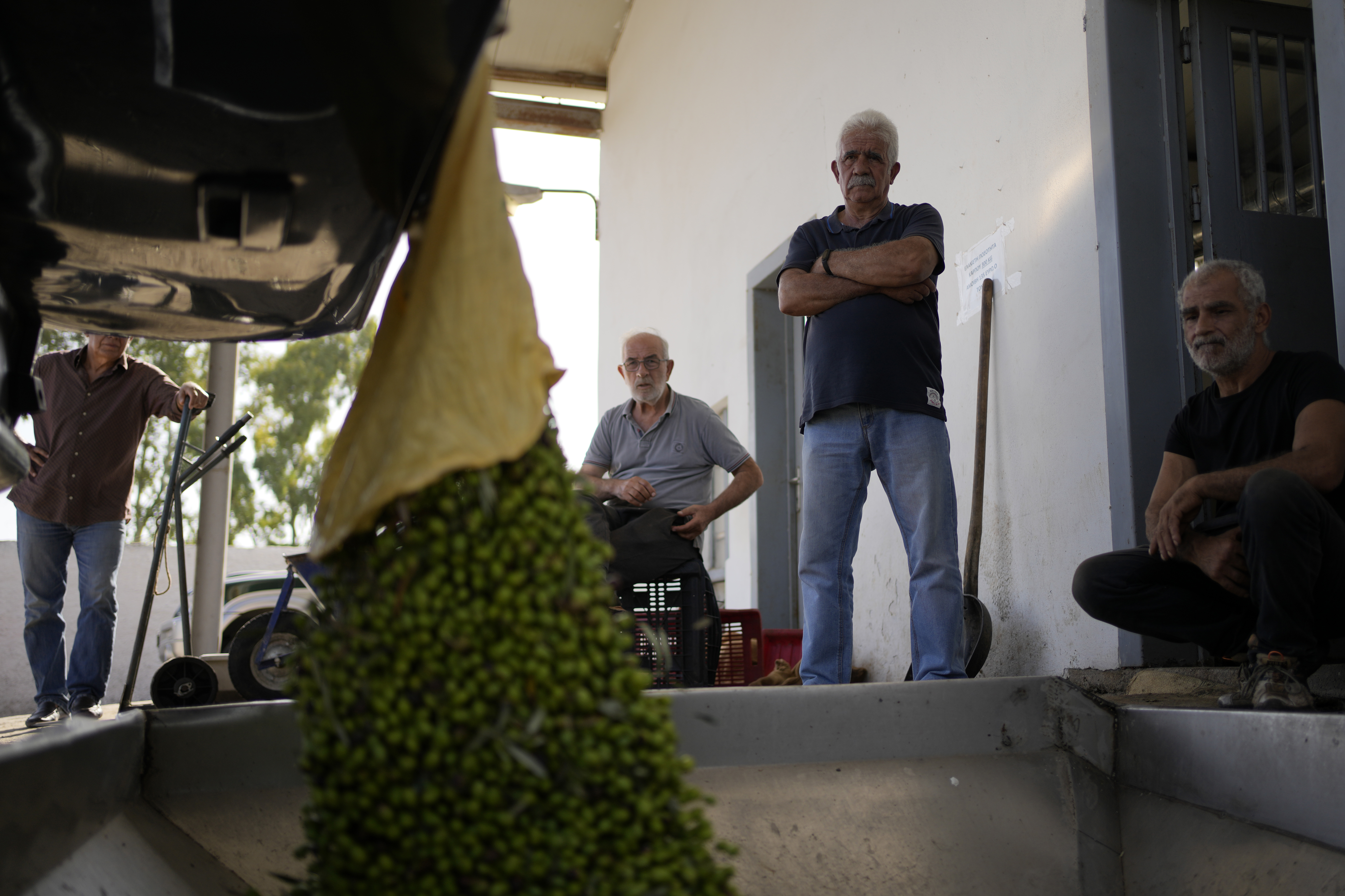 A man unloads olives into a loading bin as others look on at an olive oil mill in Spata suburb, east of Athens, Greece. Photo / AP