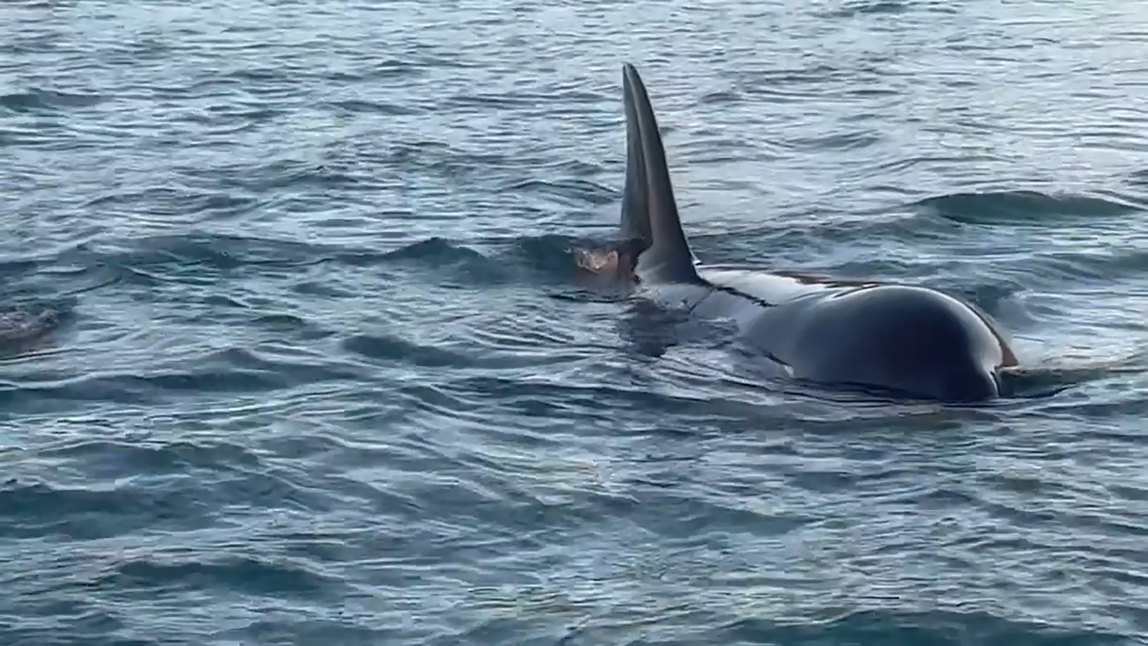 Orca encounter at the Kaiaua mussel farm in the Firth of Thames 24 March 2023
picture supplied still from video
credit: David Laumatia

https://www.facebook.com/david.laumatia
