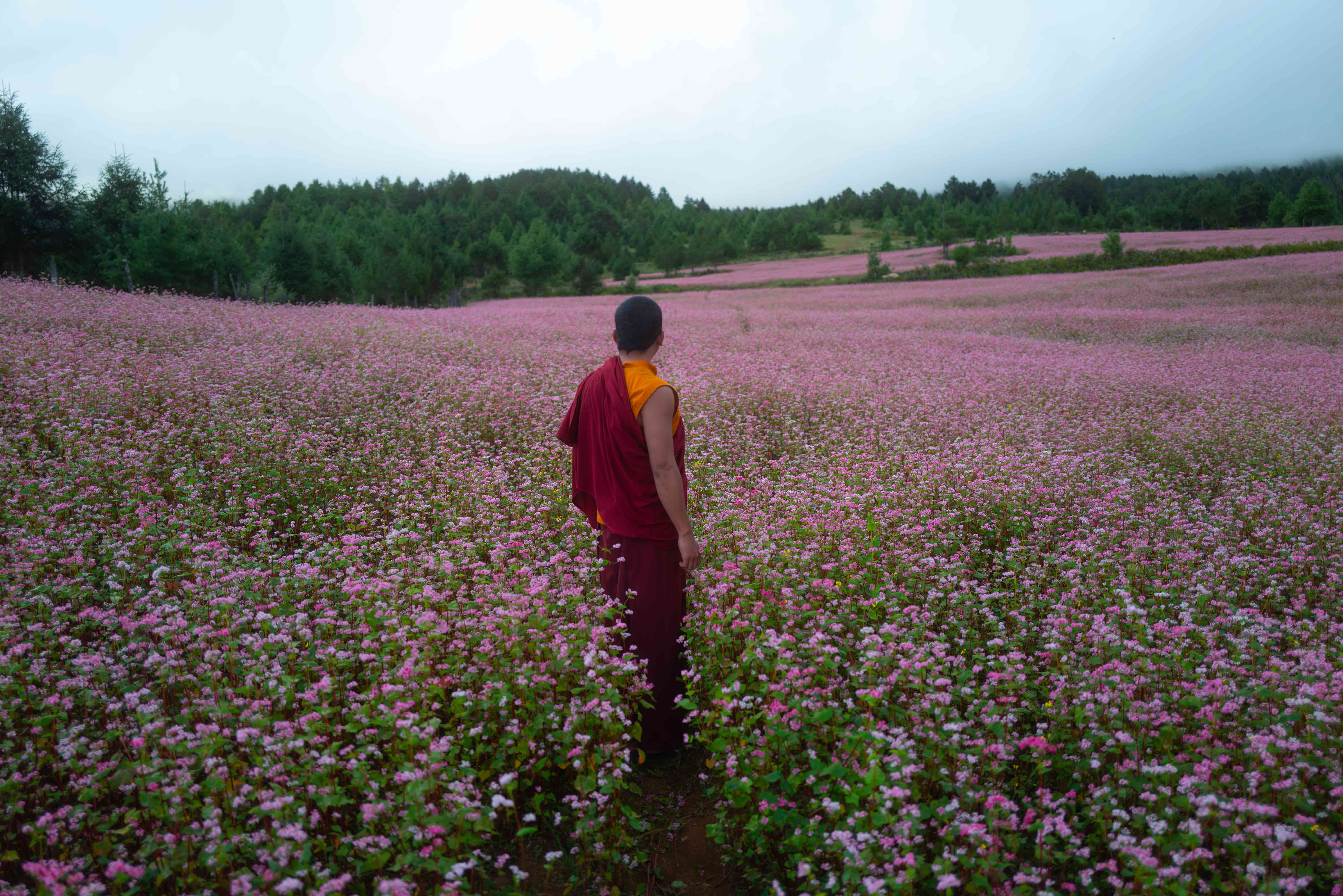 The Monk and the Gun, directed by Bhutanese filmmaker Pawo Choyning Dorji.