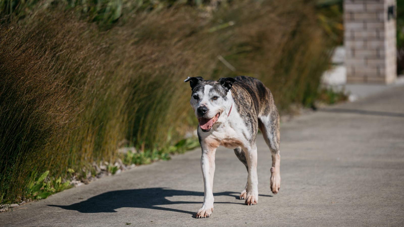 Roaming dogs in Auckland led to 16,739 council reports this year. Photo / Auckland Council