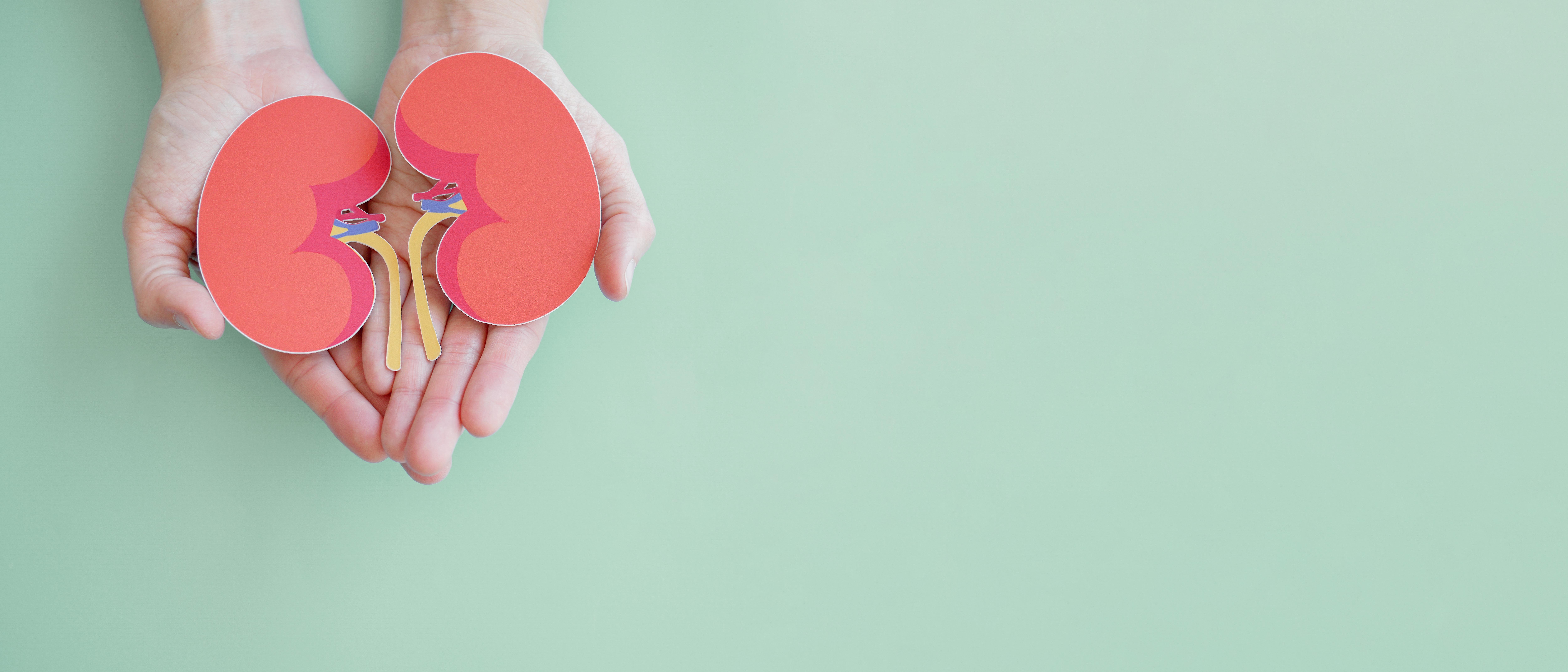 Be kind to kidneys: The kidneys play an important role, filtering all the blood, helping to regulate blood pressure, making red blood cells, and keeping bones healthy. Photo / Getty Images