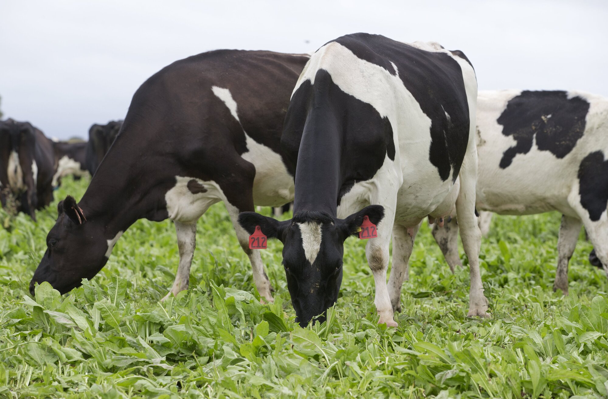 Last month, Fonterra paid $3.2b to 8000 supplier/shareholders, averaging $400,000 per farm. Photo / Mark Mitchell