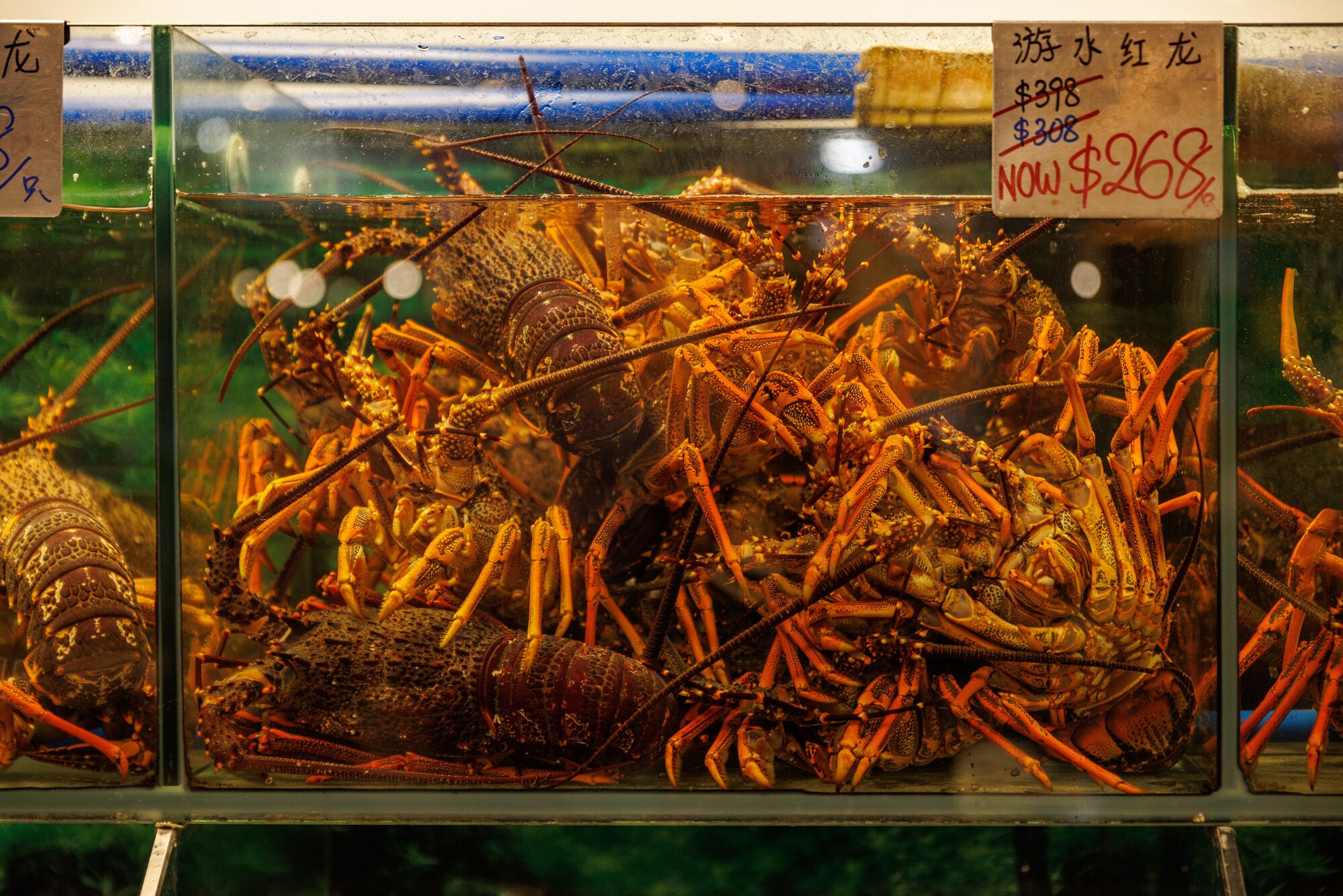 The lobster tank at West Auckland's Mr Lobster. Photo / Babiche Martens