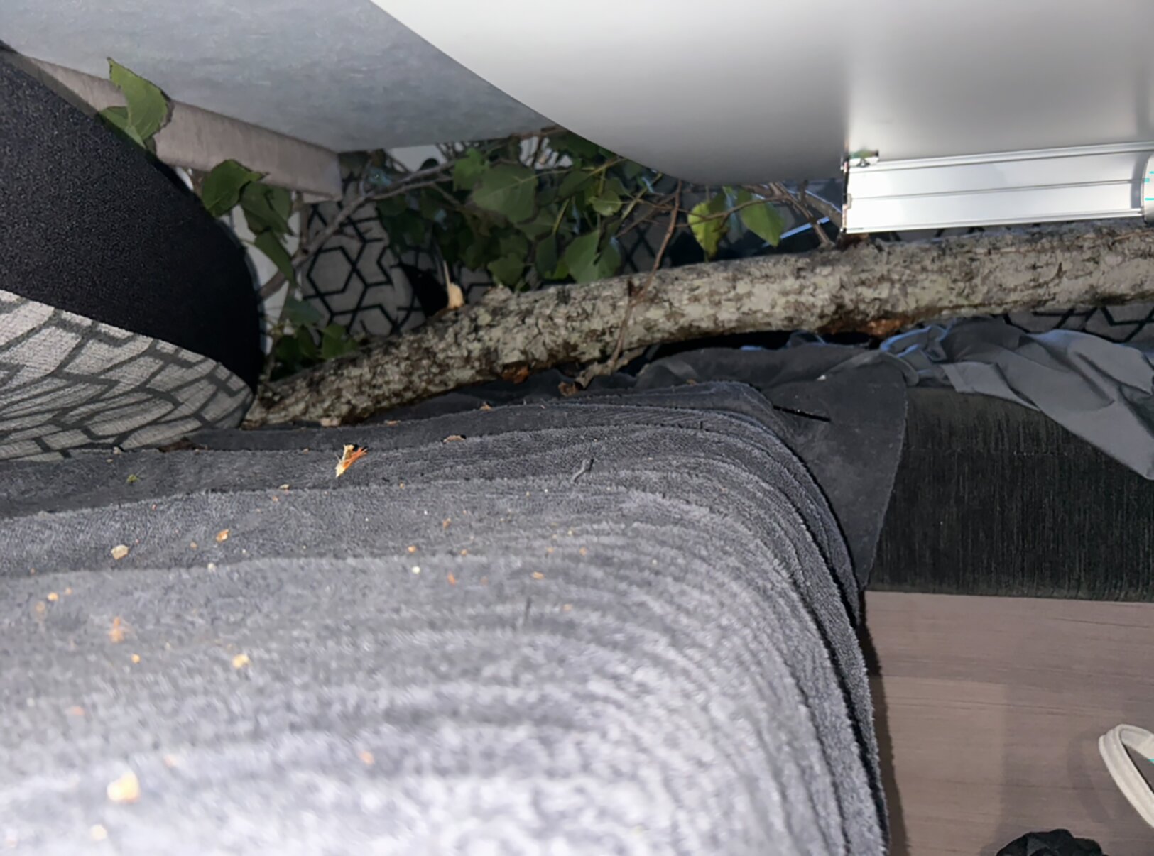 Dianne Hope-Ede described the branches as being like pick-up sticks.
