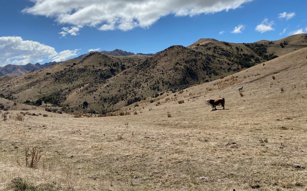 Sam Murray's drought-stricken farm near the Flaxbourne River inland from Ward, Marlborough. Photo / RNZ