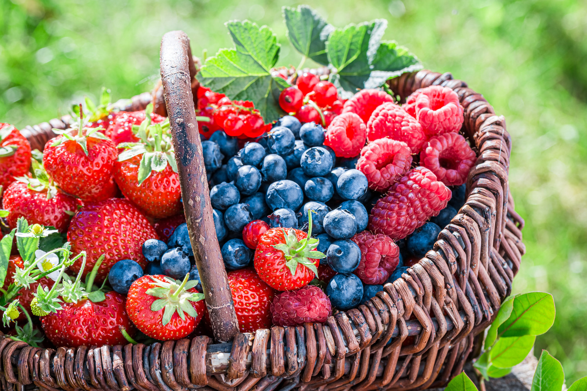 Berries are often called nature’s vitamin pills, such is their nutrient density. 