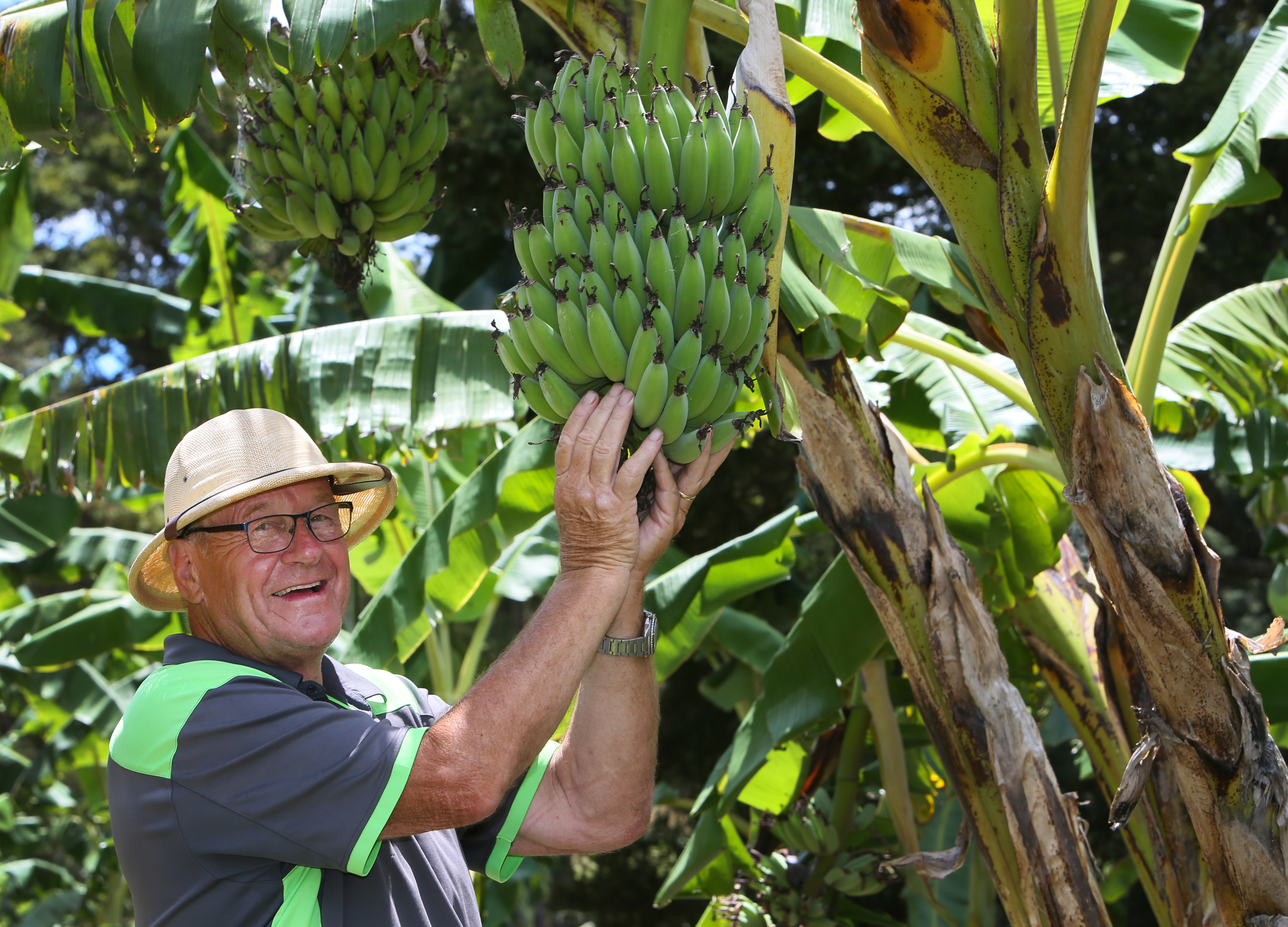 Blue Banana Farming Tips: From Planting to Harvesting