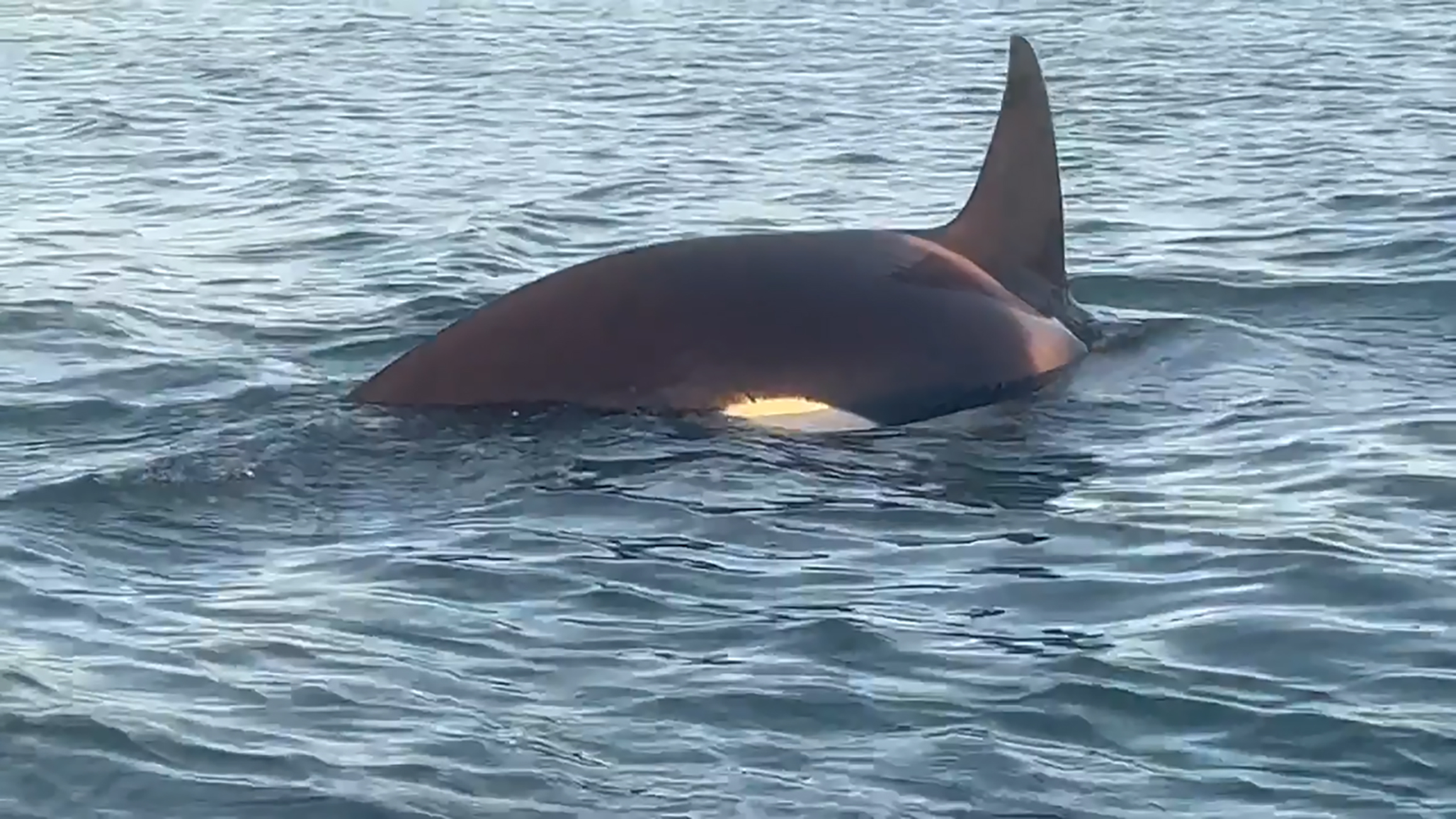 The orca came right up to the fisherman while he fished off his jetski. Photo / Supplied