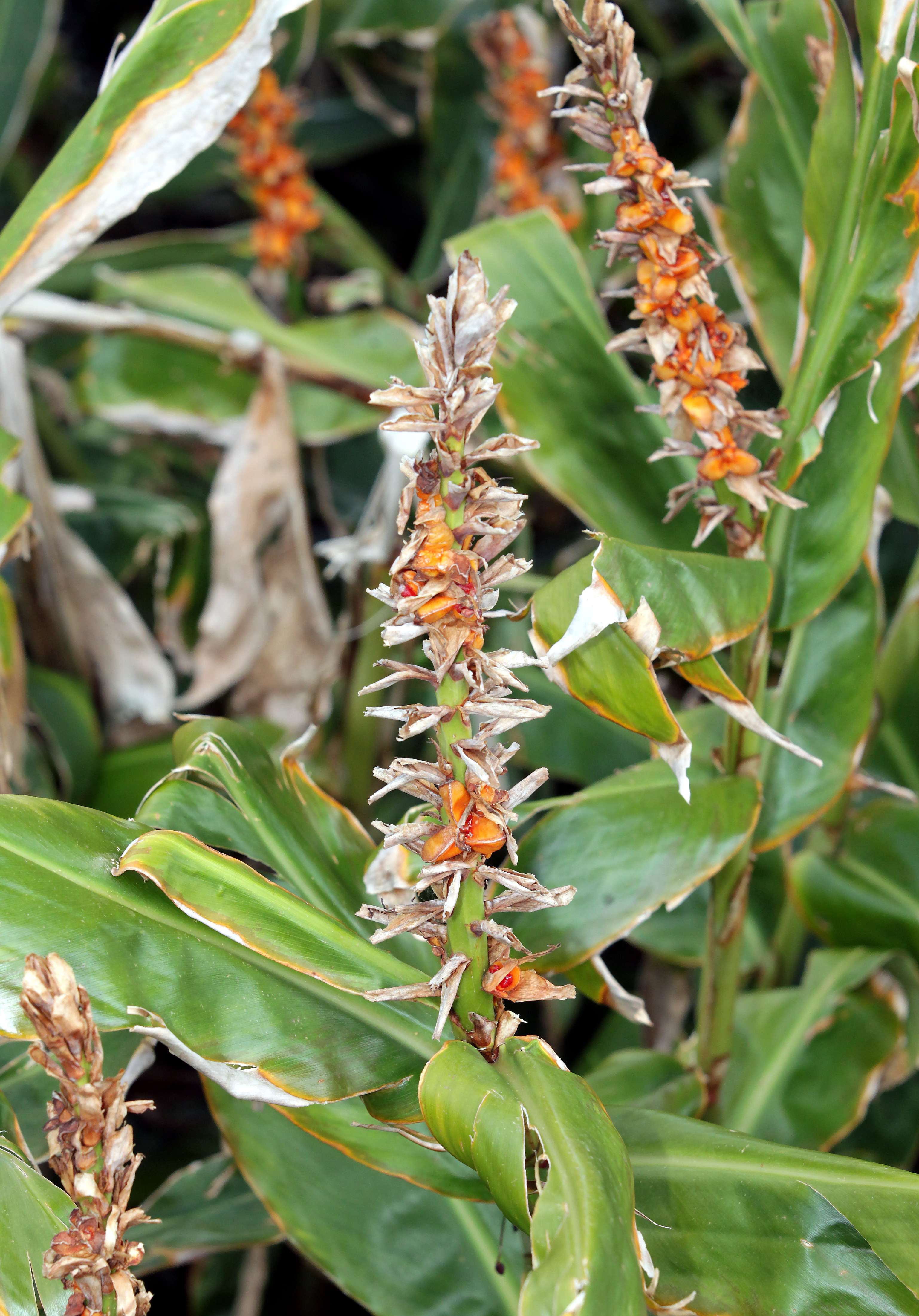 Nutgrass - Pest control hub - Northland Regional Council