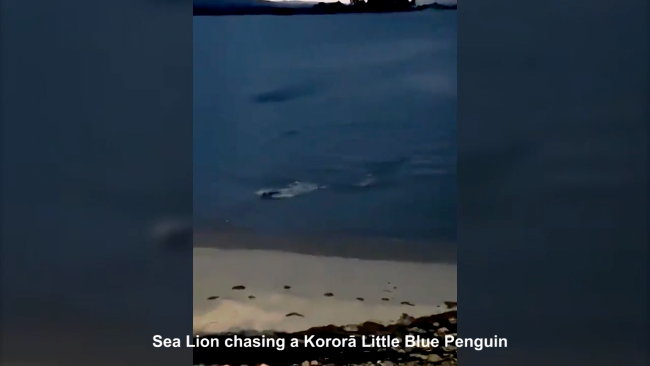 Penguin escapes playful sea lion
