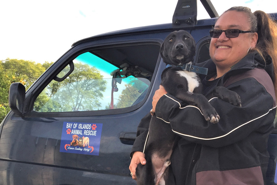 Bay of store islands dog rescue