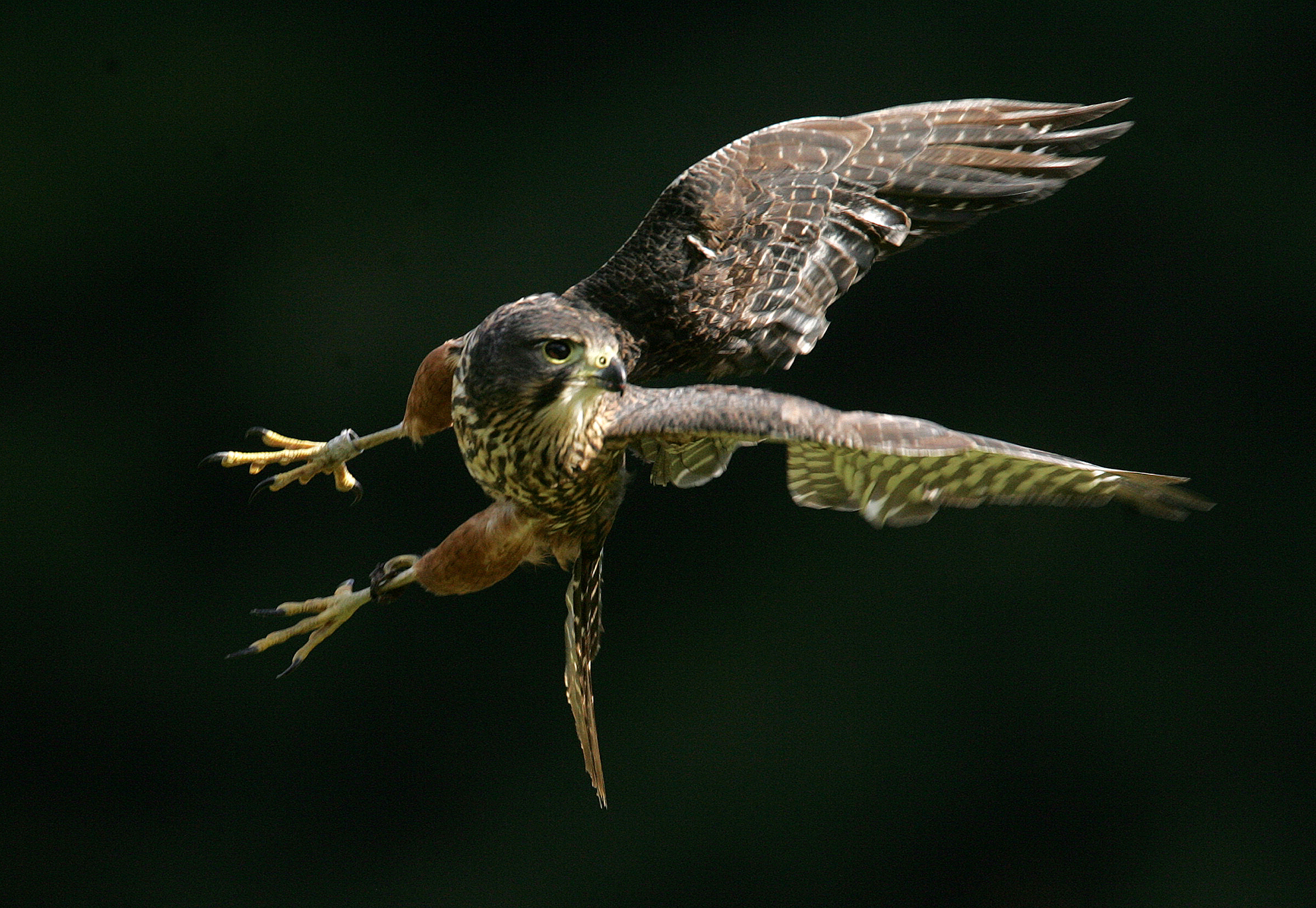 A New Zealand falcon, or karearea. Photo / Alan Gibson