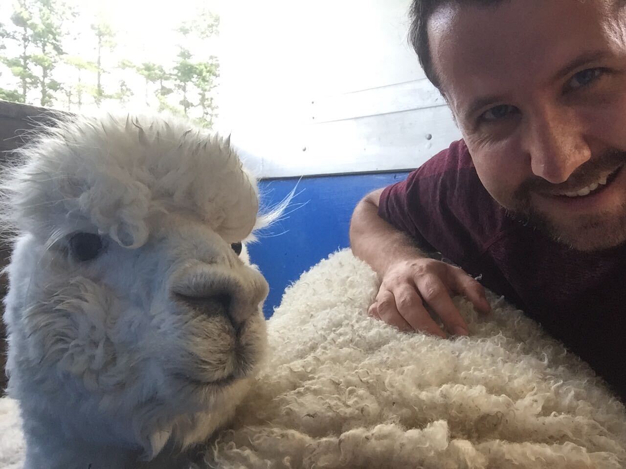 Lower Hutt Mayor Campbell Barry Adopts Alpaca Sheep In Need Of Home Nz Herald Lower Hutt Mayor Campbell Barry Adopts Alpaca Sheep In Need Of Home Nz Herald