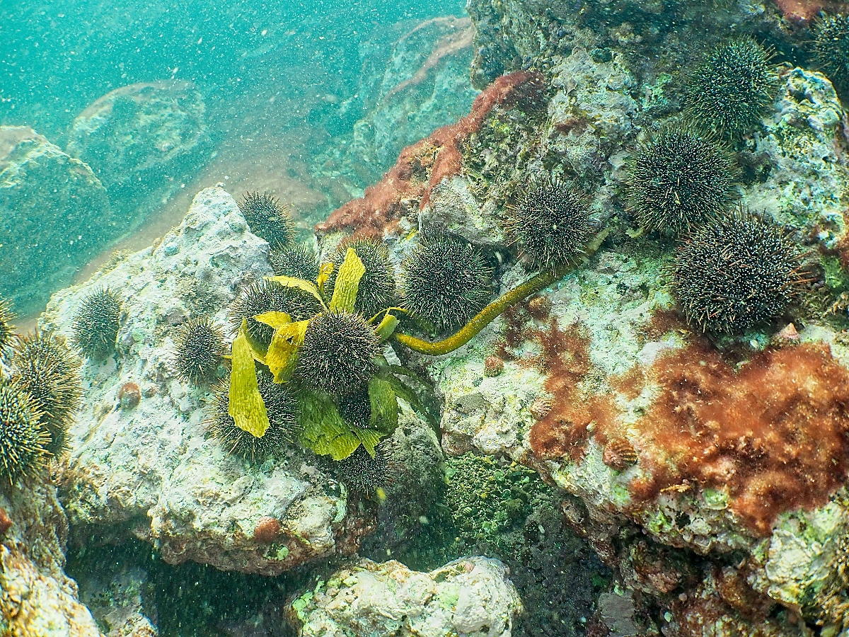 Kina grazing on ecklonia kelp which can damage the ecosystem significantly. Photo / Supplied