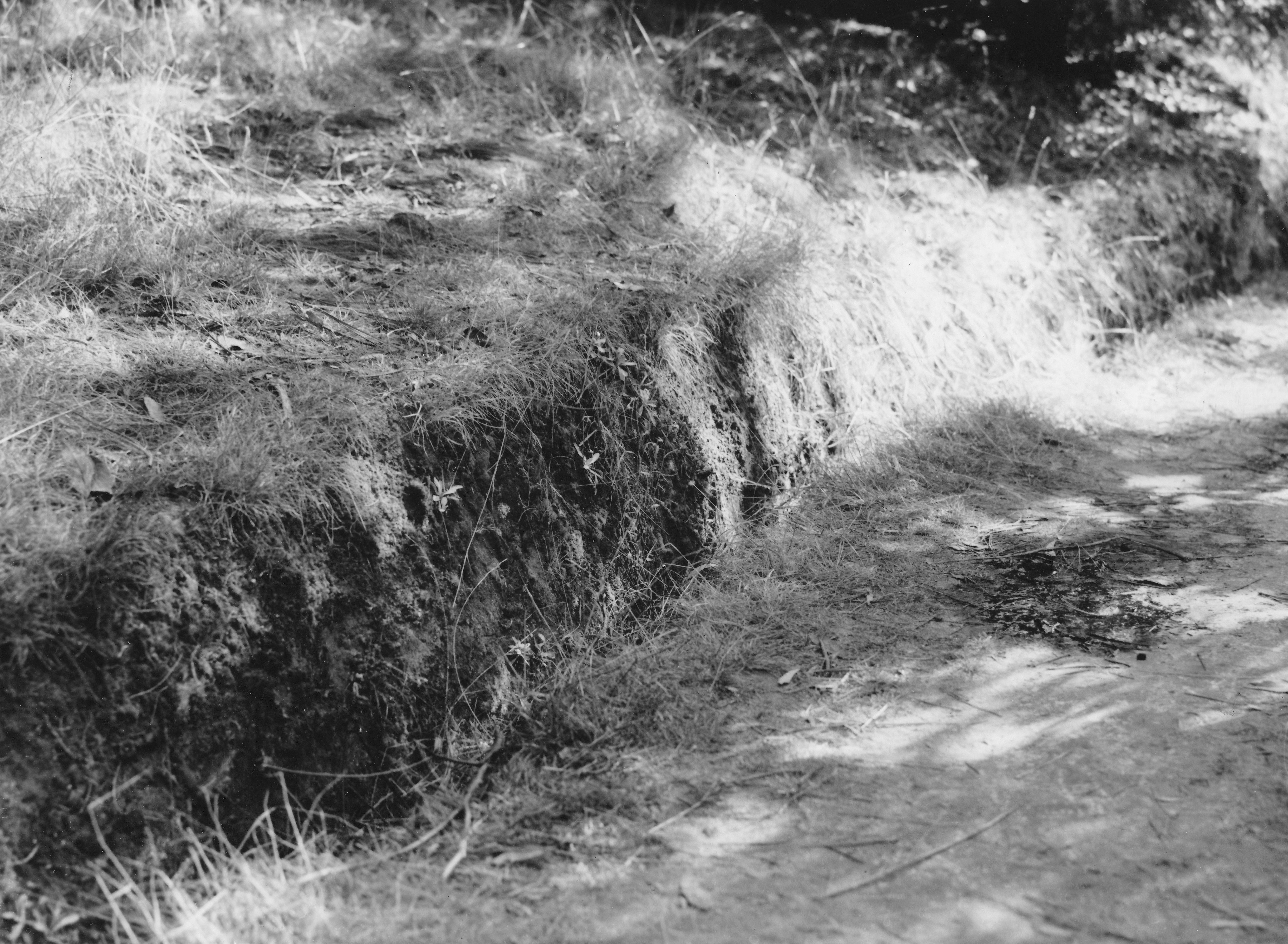 View of the crime scene, Victoria Park. Just below the bank of left is where the body was found. There is also a pool of blood on the right. Photo / Green & Hahn Photography Ltd.