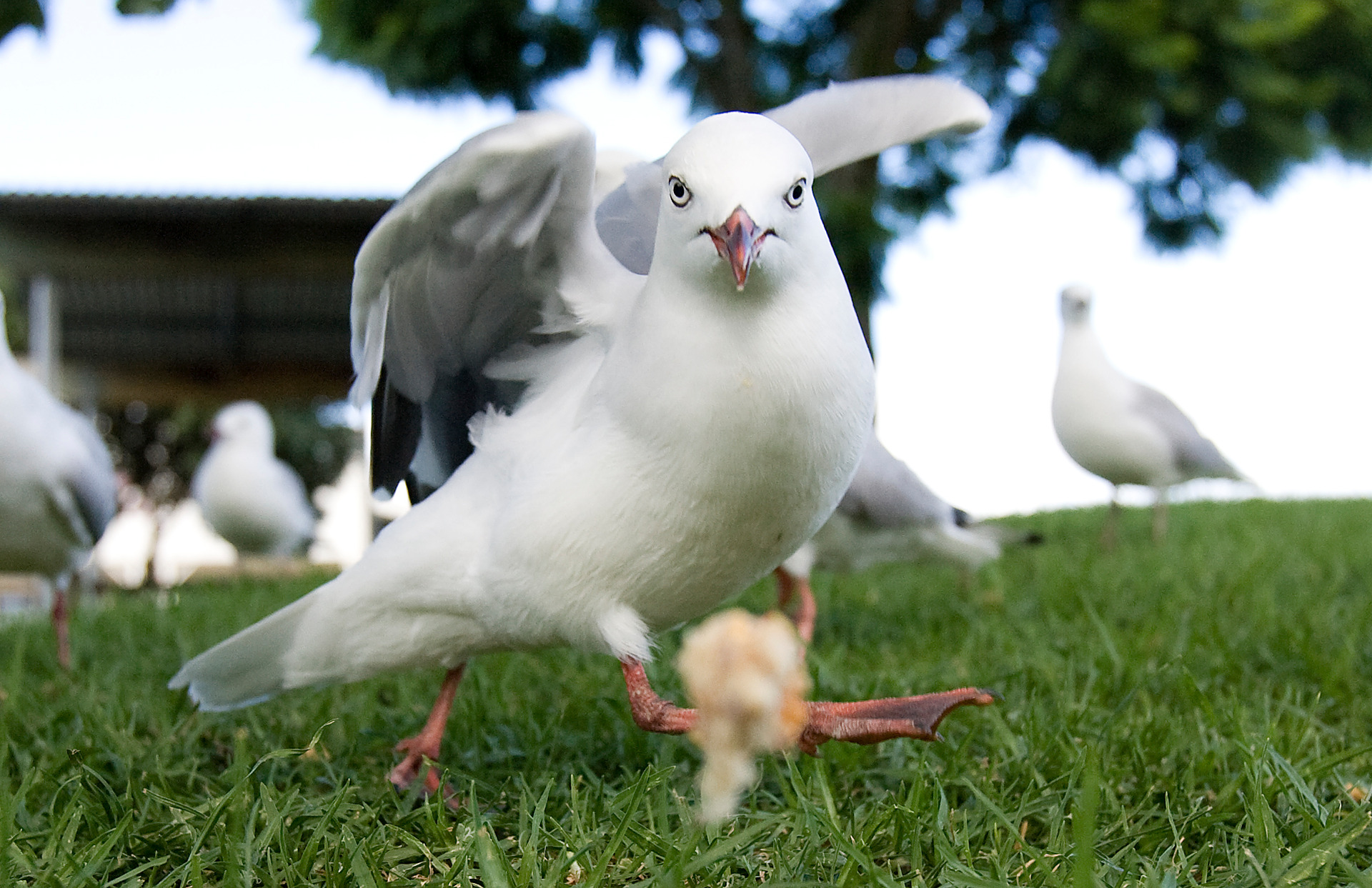 The red-billed seagull. Photo / Ron Burgin
