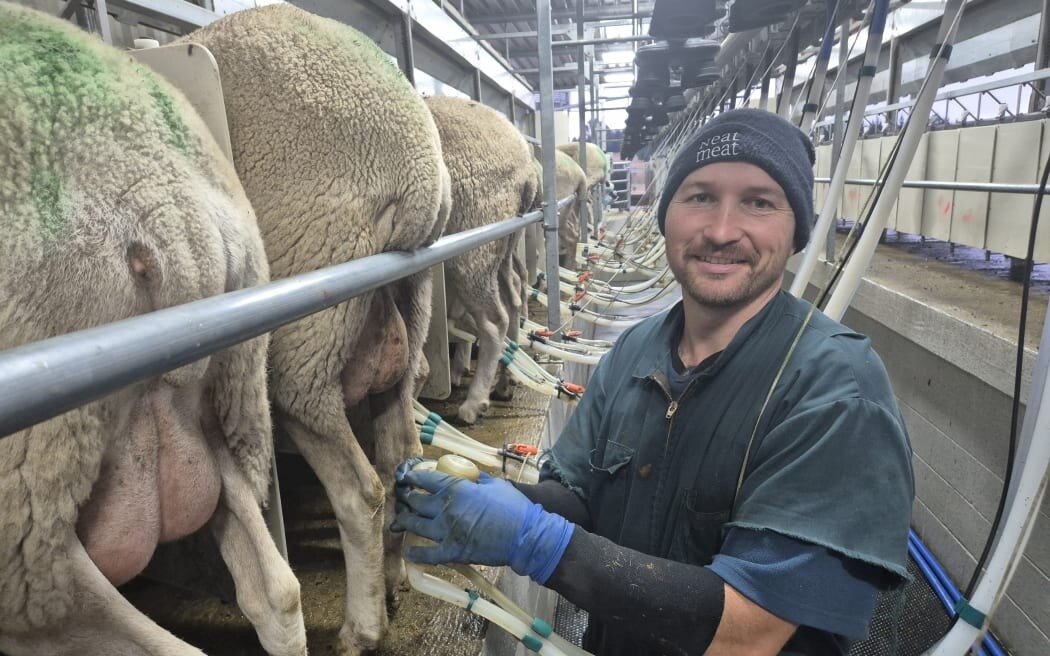 Sean said they'll be drying the milking herd off at the end of March, but still need plenty of good feed to ensure lambing goes well. Photo / RNZ / Alexa Cook