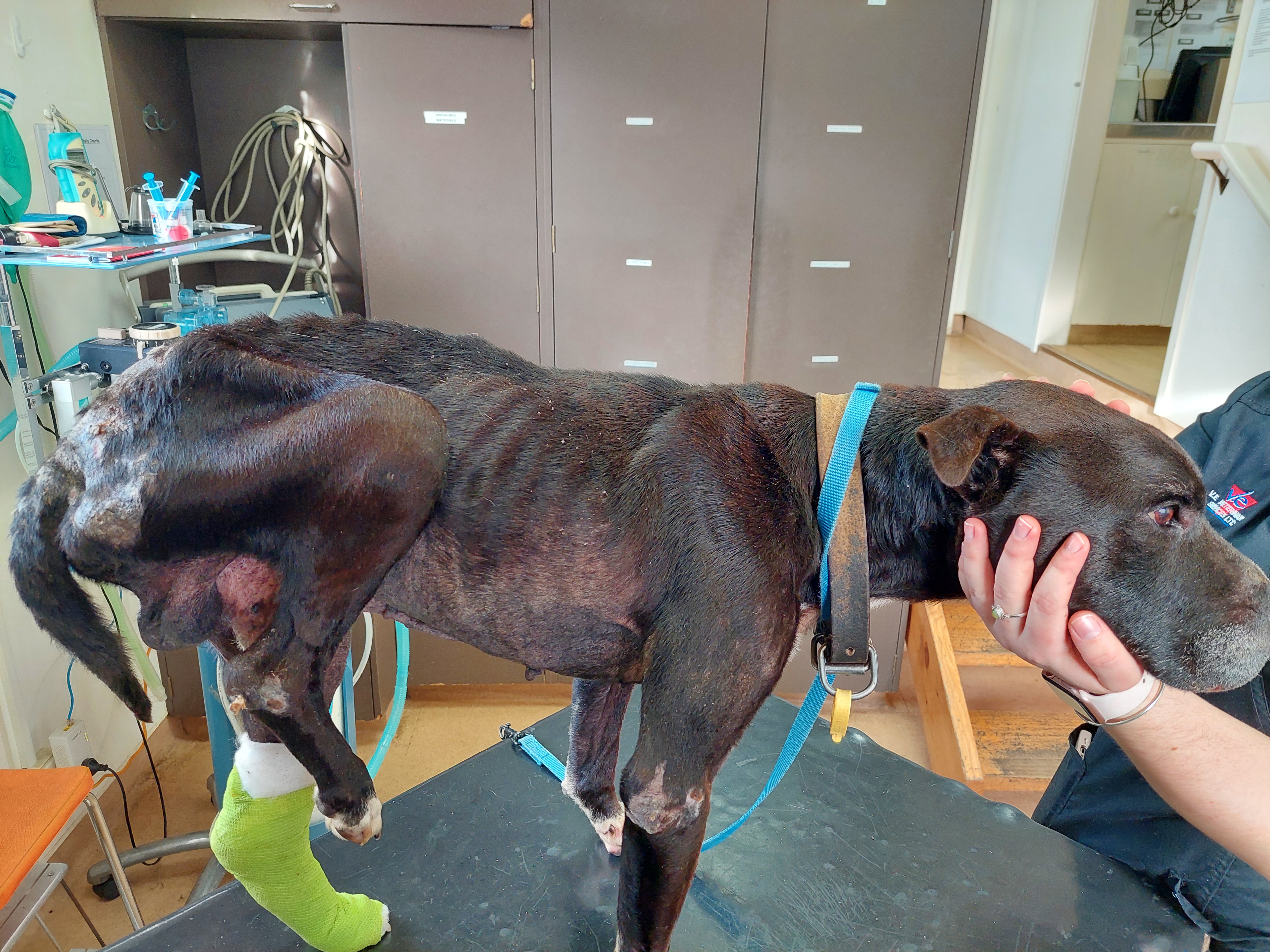Te Awamutu man banned from owning animals after dog euthanised following 'gross neglect' - NZ Herald