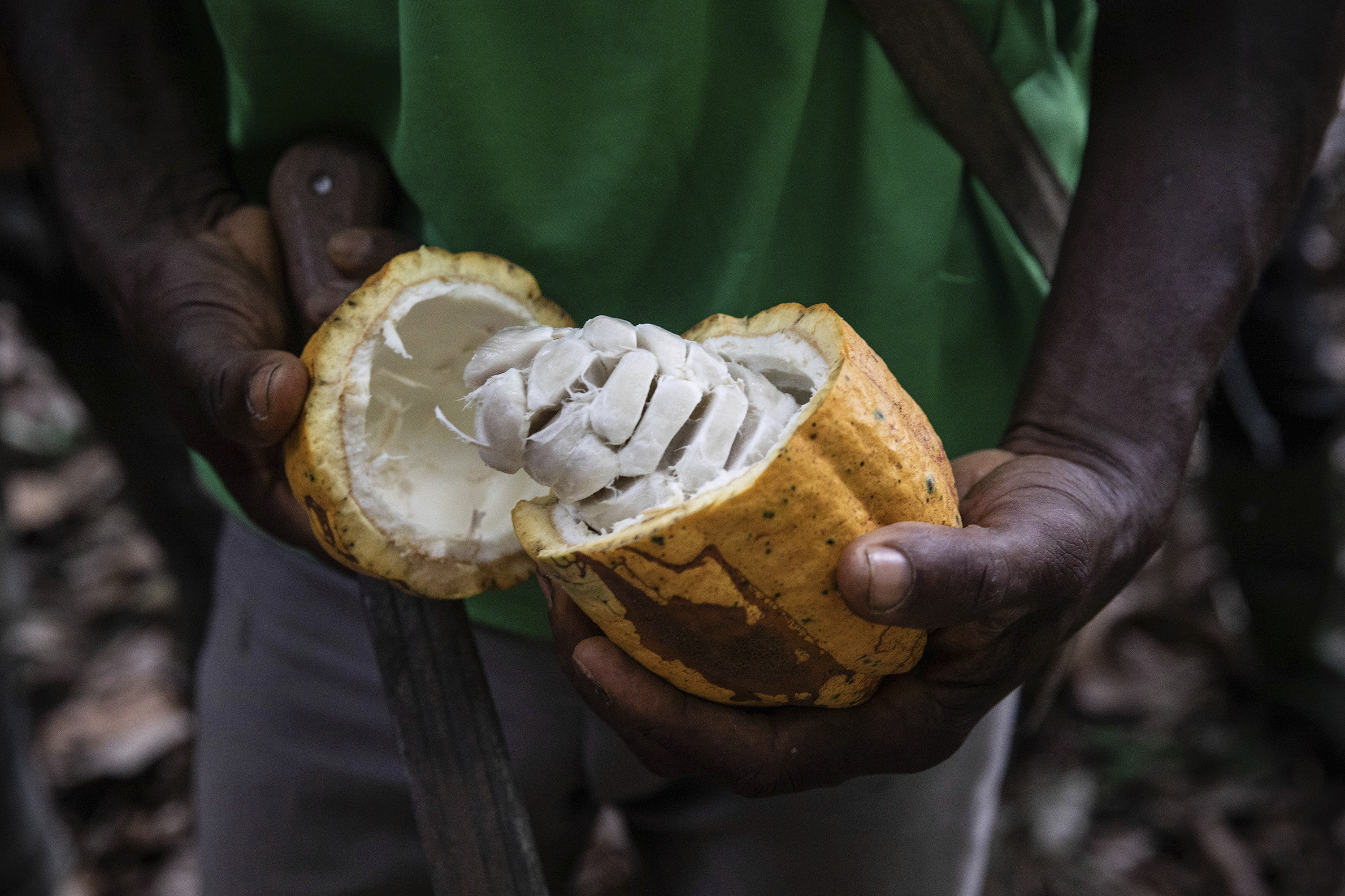 A farmer opens a Cocoa pod in Divo, West-Central Ivory Coast, Climate patterns in West Africa are taking a toll on cocoa supplies and farmers. Photo / AP