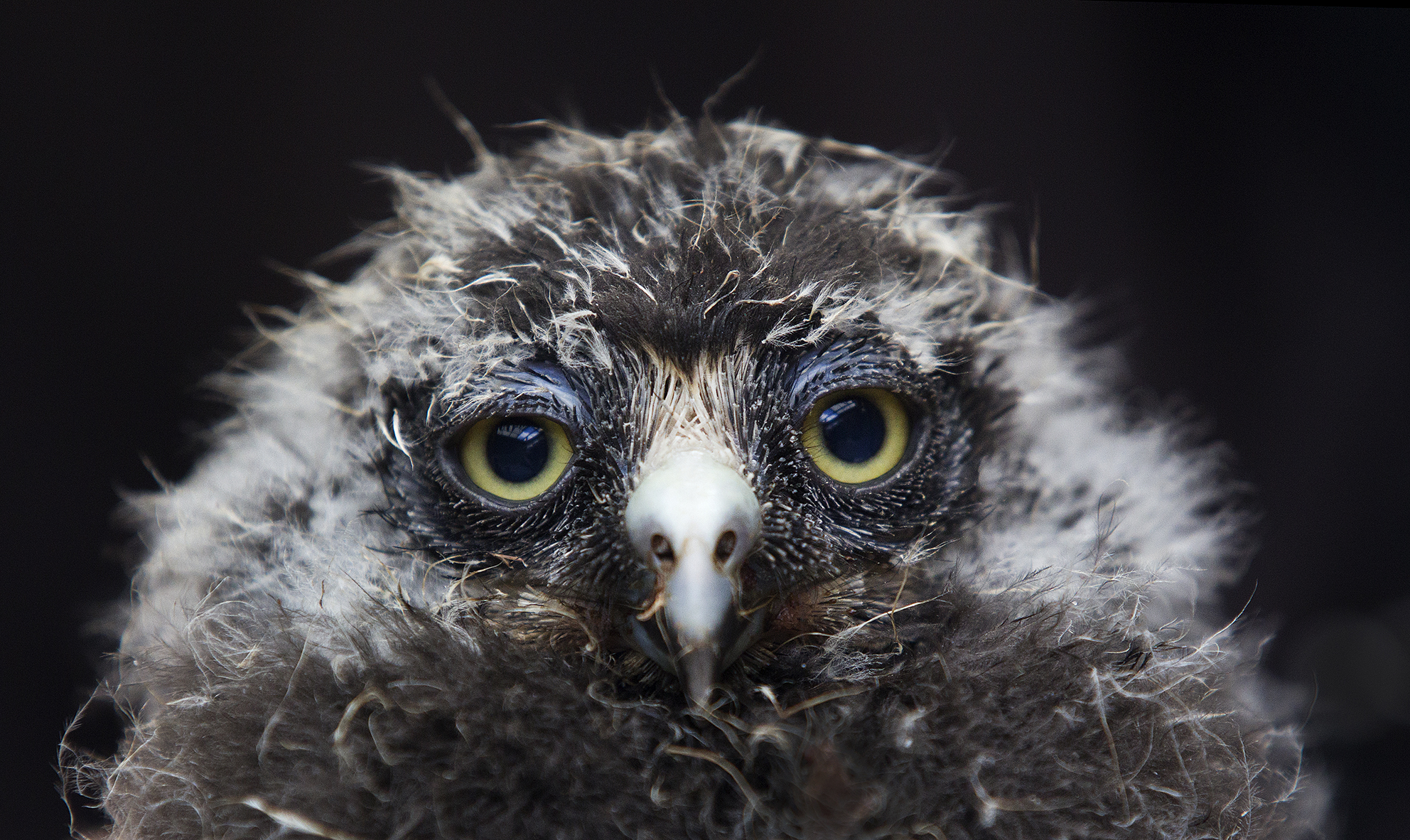 An 18-day-old morepork (ruru) chick. Photo / Alan Gibson