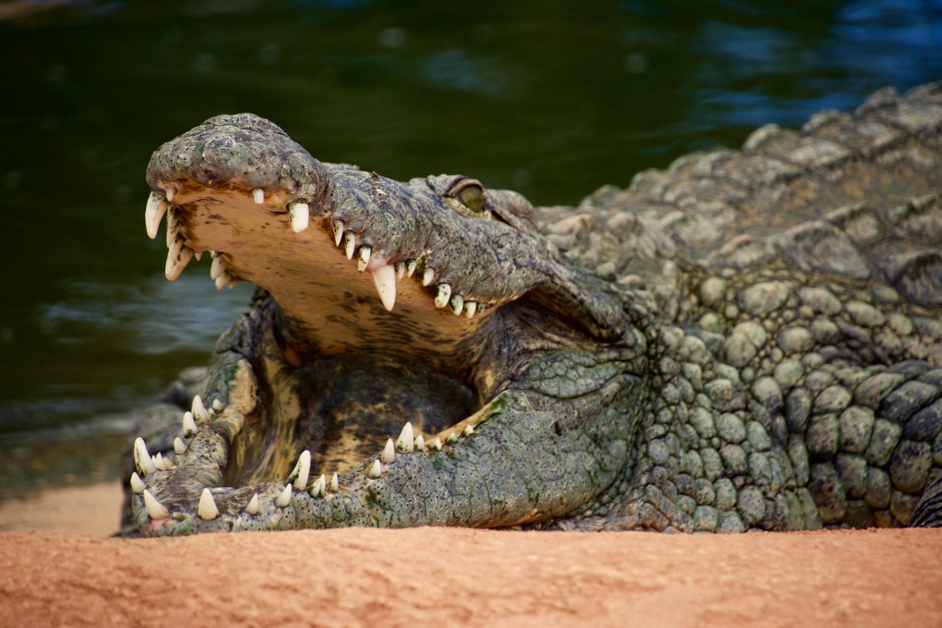All About the Saltwater Crocodile - Ocean Conservancy