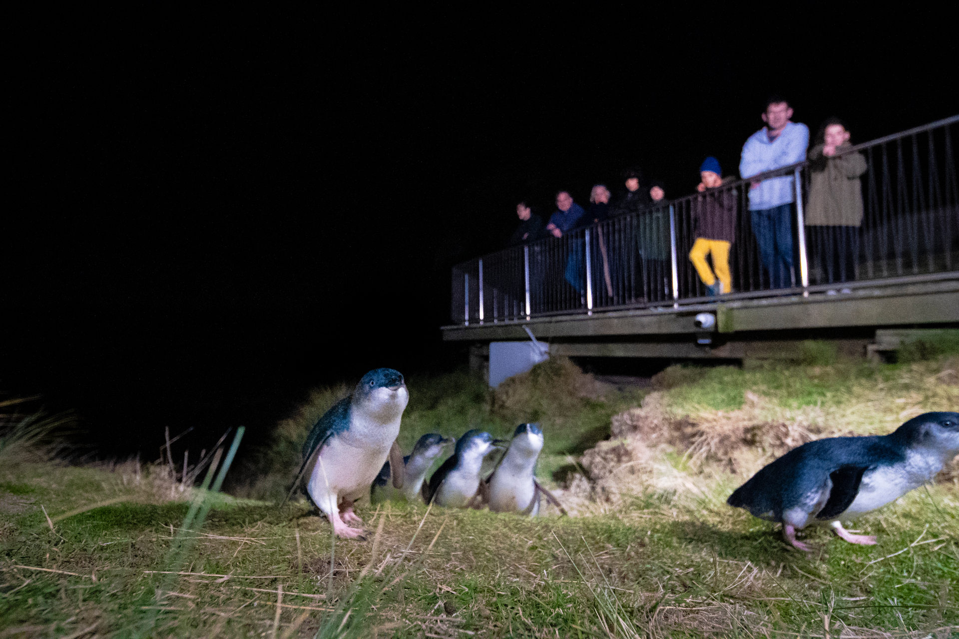 Visitors can get an up-close look at the world's smallest species of penguin. Photo / supplied