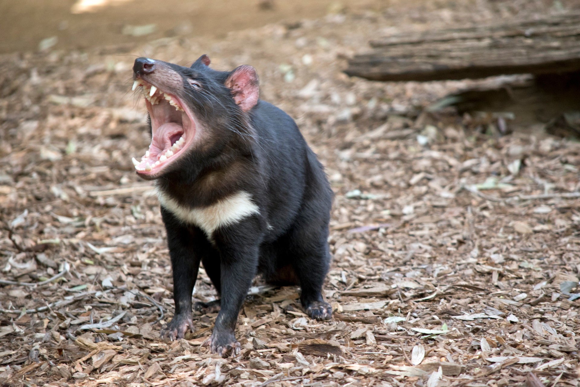 Tasmanian Devil Food