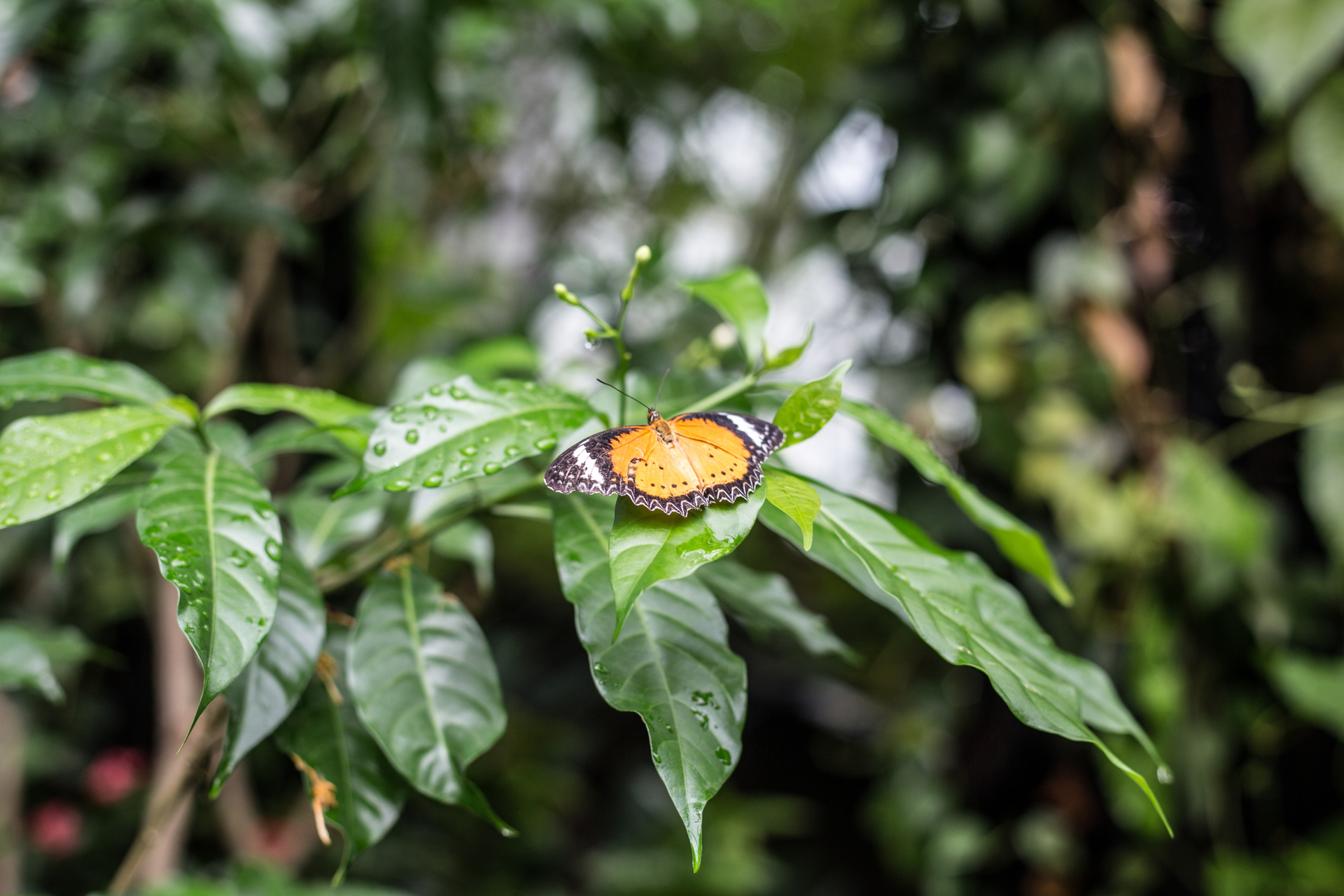 A monarch butterfly at Changi's butterfly garden. Photo / Getty Images