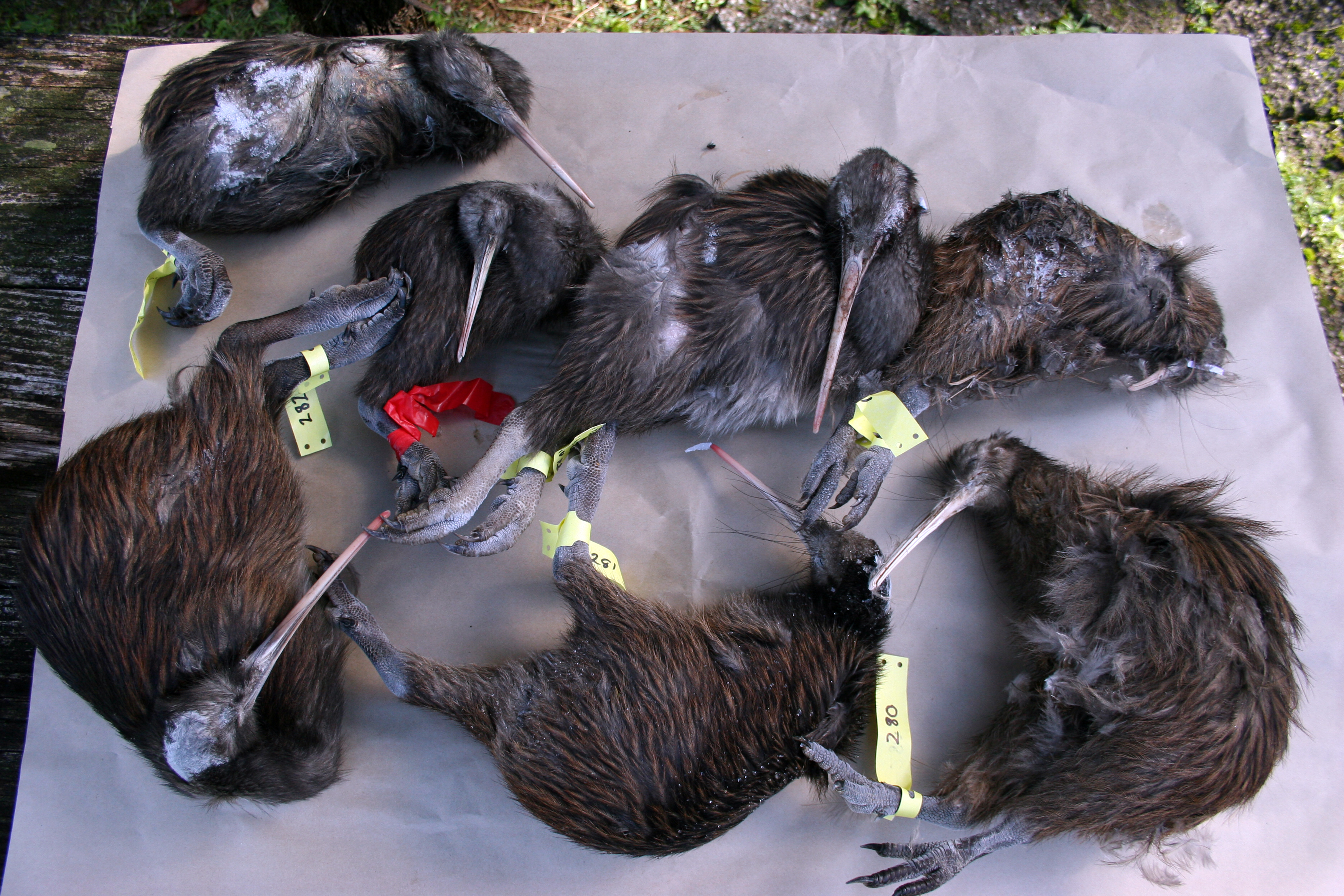 High numbers of kiwi killed by dogs in Northland in recent years, including at least seven kiwi in the Wharau Road area, east of Kerikeri, in 2015, has has prompted a nationwide campaign asking dog owner to ensure their pets don’t roam, and put the national icon at risk