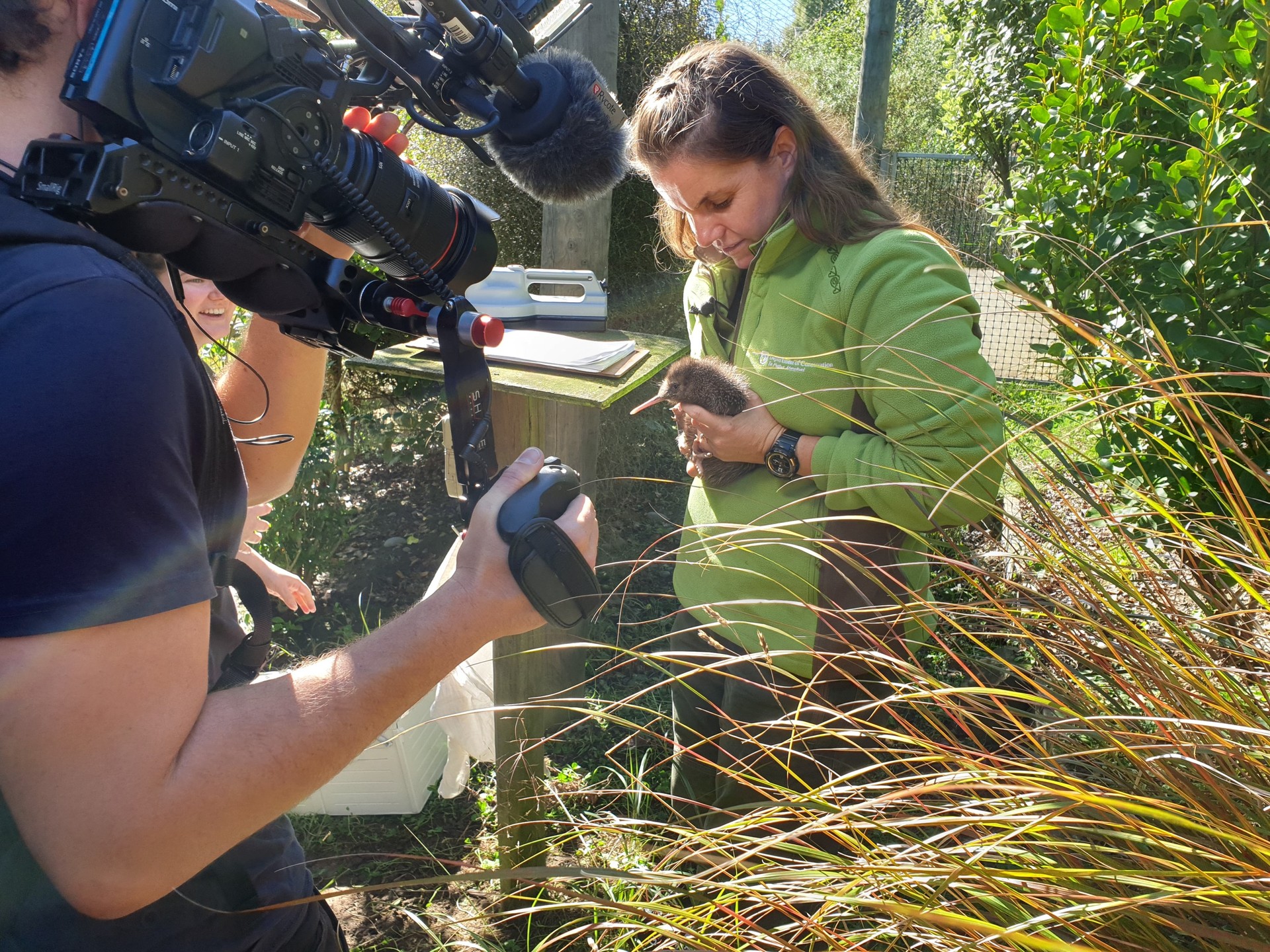 Nic Toki, pictured about to release a kiwi, is the Department of Conservation's threatened species ambassador. Photo / Supplied