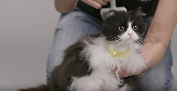 temptations catterbox