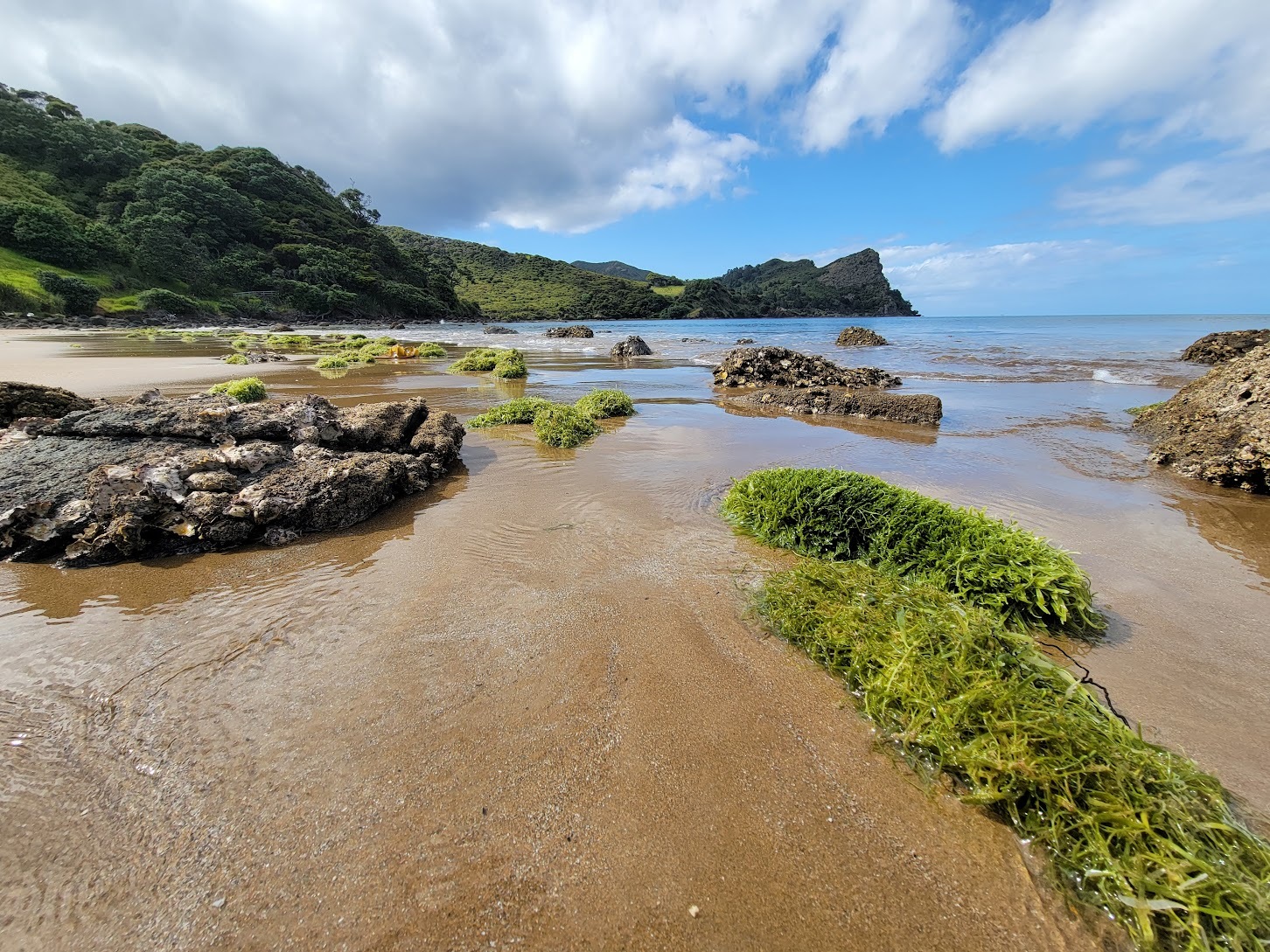Metres-long giant caterpillar-like swathes of bright green invasive caulerpa seaweed washed ashore at Okupu Beach in Great Barrier's Blind Bay. Photo / Sid Wales
