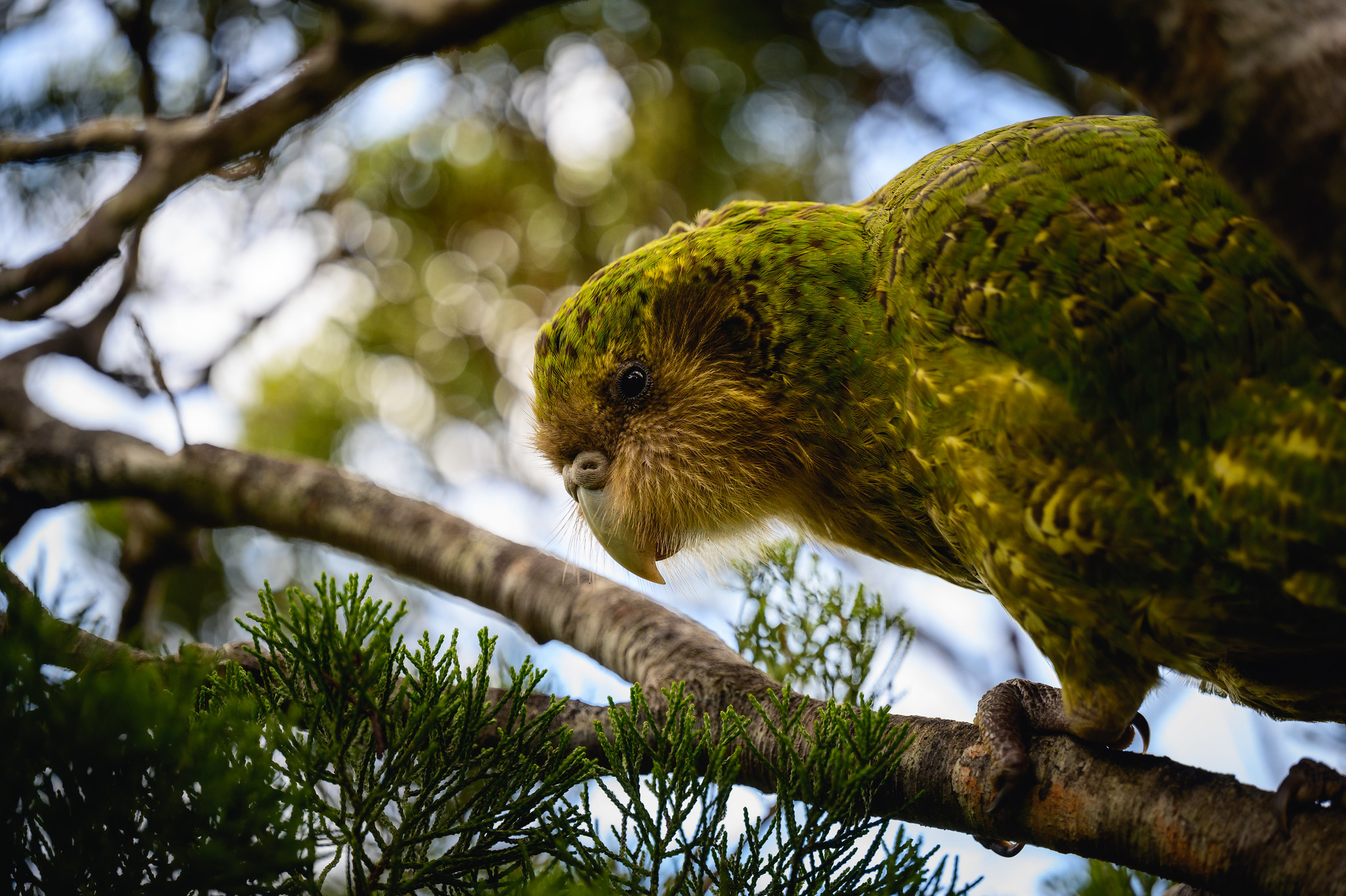 Tautahi, one of 10 kakapo living at Waikato's Sanctuary Mountain Maungatautari, escaped but was safely returned to Maungatautari last week. Photo / Jake Osborne