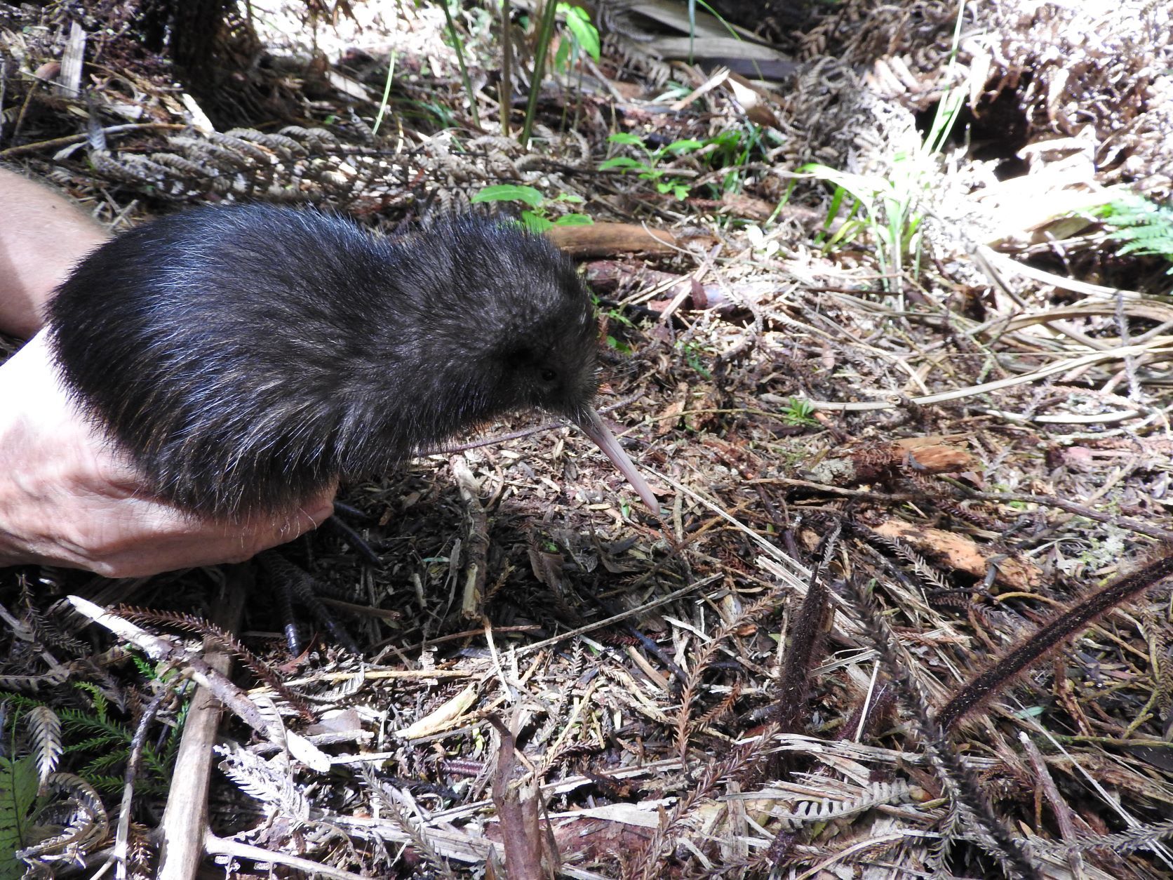 Rehabilitated Mid North kiwi chick being returned to the wild in February. Photo / Lesley Baigent
