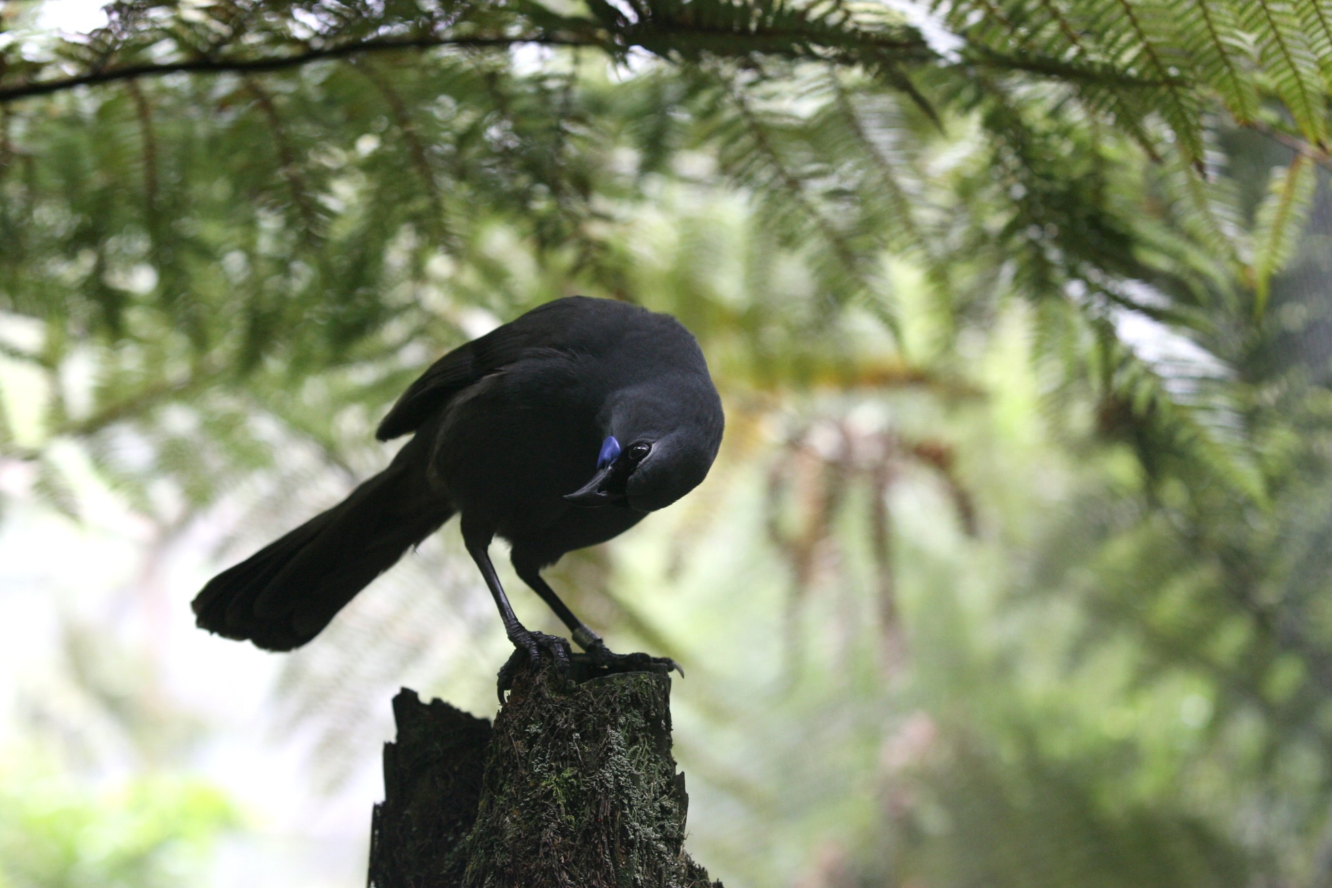 As New Zealand's area of cooler forests shrinks, pressure from predators will increase - especially on large birds like kiwi, whio and North Island kokako (pictured). Photo / Lynda Feringa