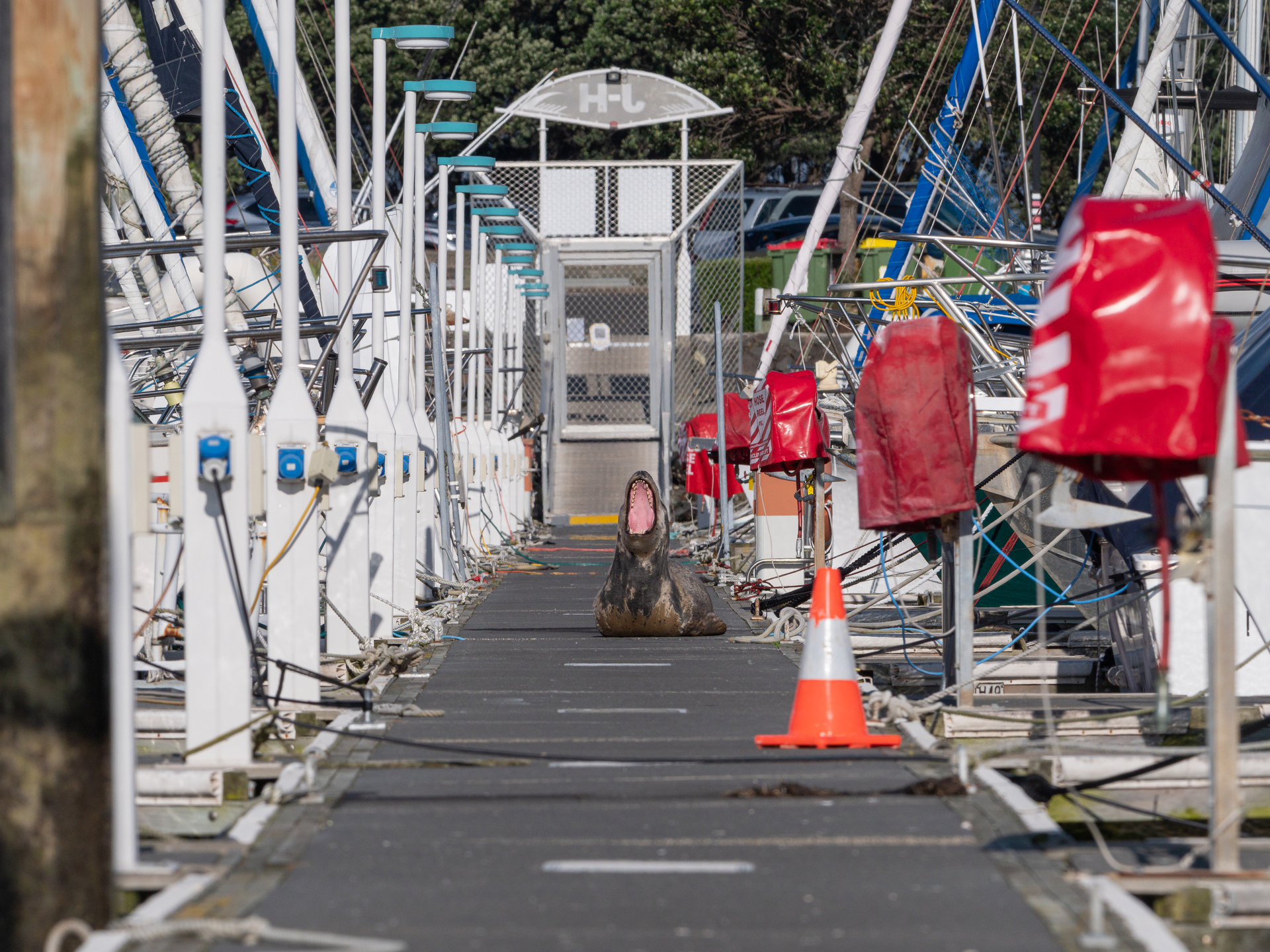Taimana the leopard seal at the Tauranga Marina recently.  Photo / Nathan Pettigrew