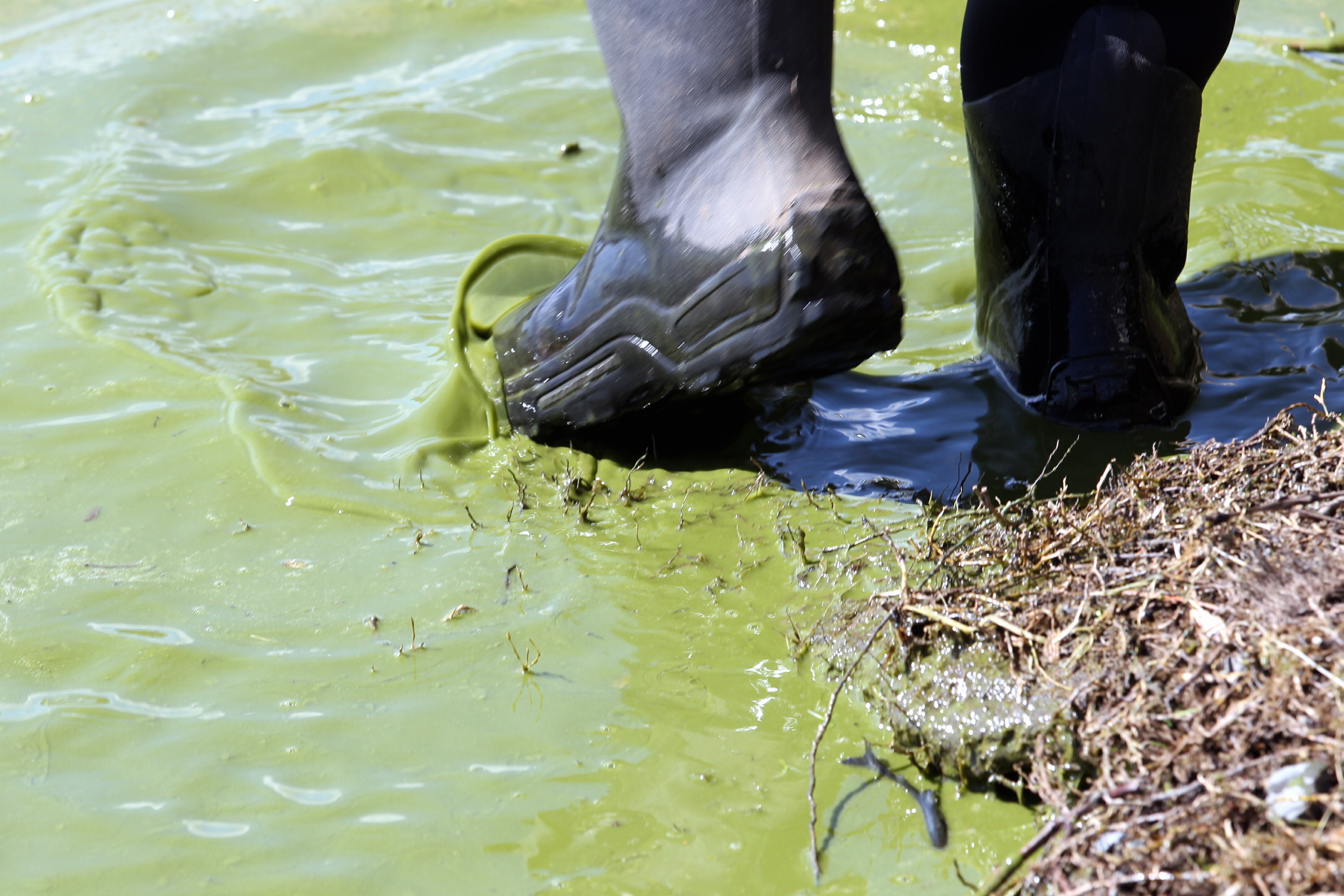 More than 60 per cent of monitored lakes have ecological communities impacted by algal and plant growth arising from elevated nutrient concentrations. Photo / Paul Taylor